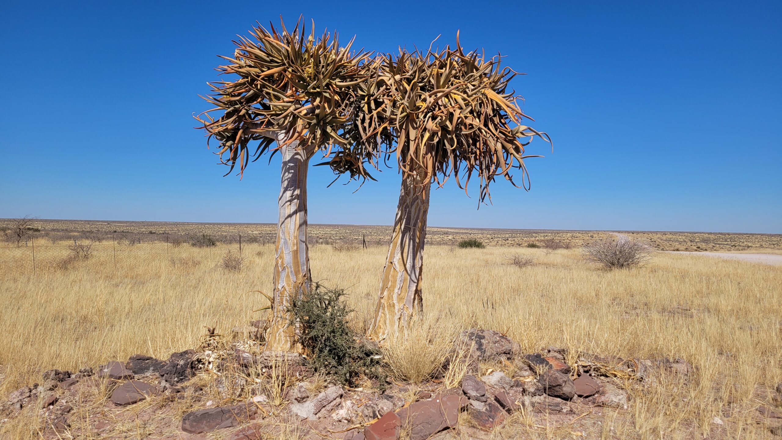 quiver tree namibie