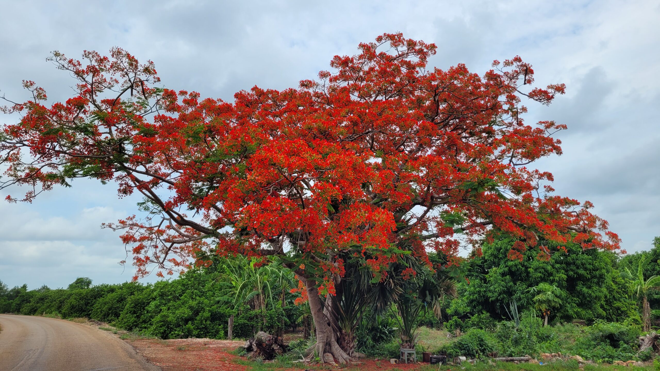 flamboyant arbre mexique