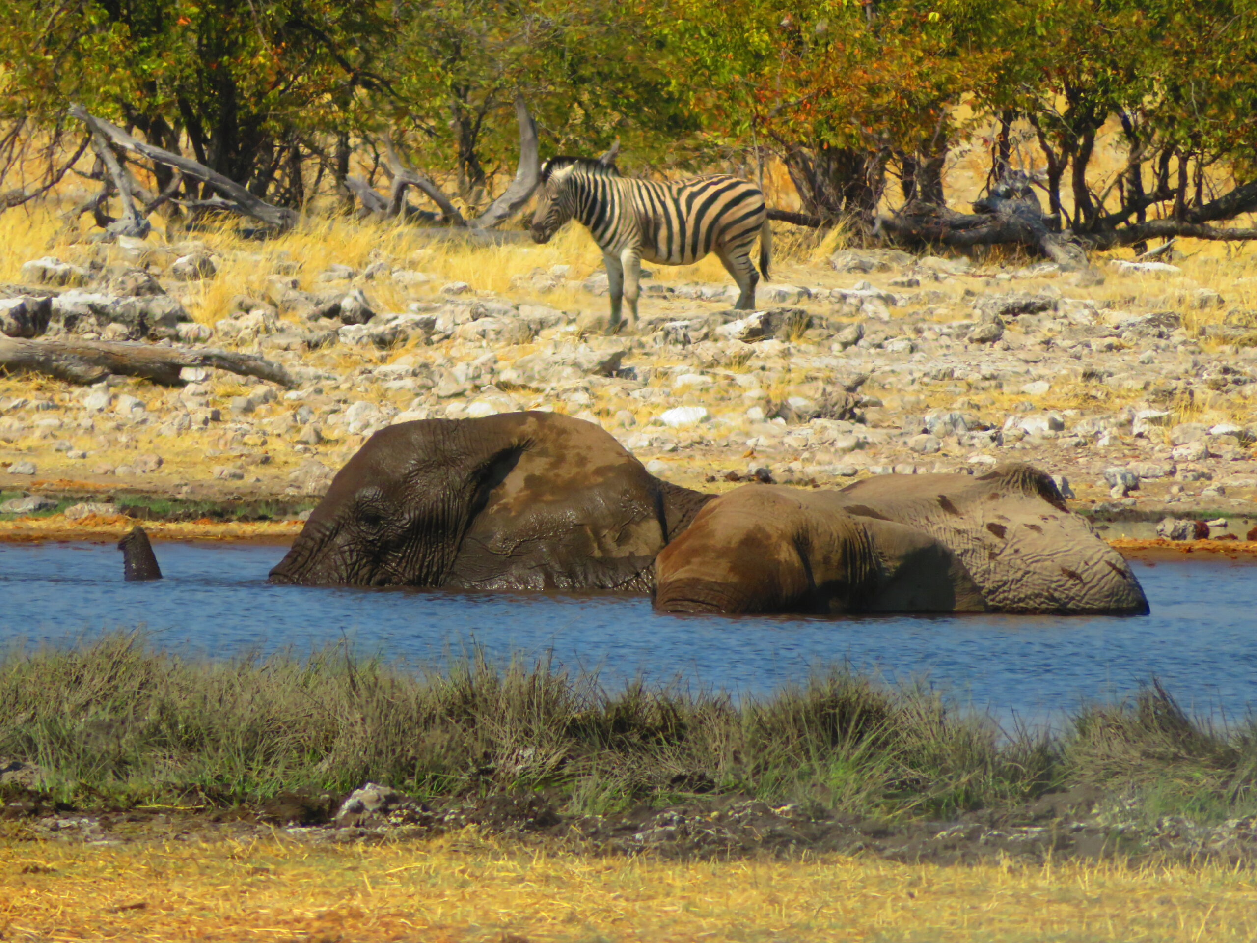 elephants etosha namibie