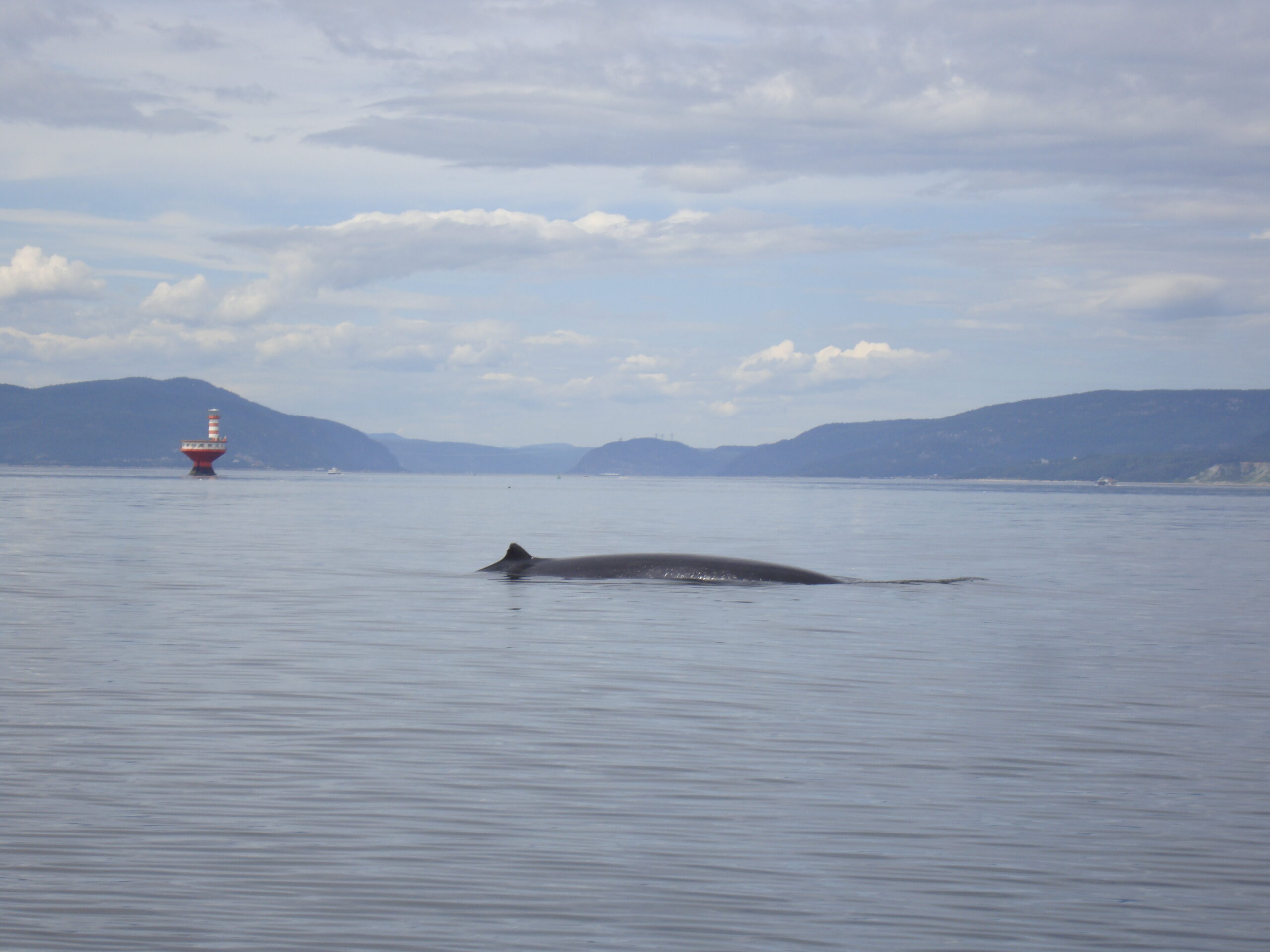 Baleine rorqual Saint-Laurent Tadoussac