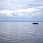 Baleine rorqual Saint-Laurent Tadoussac