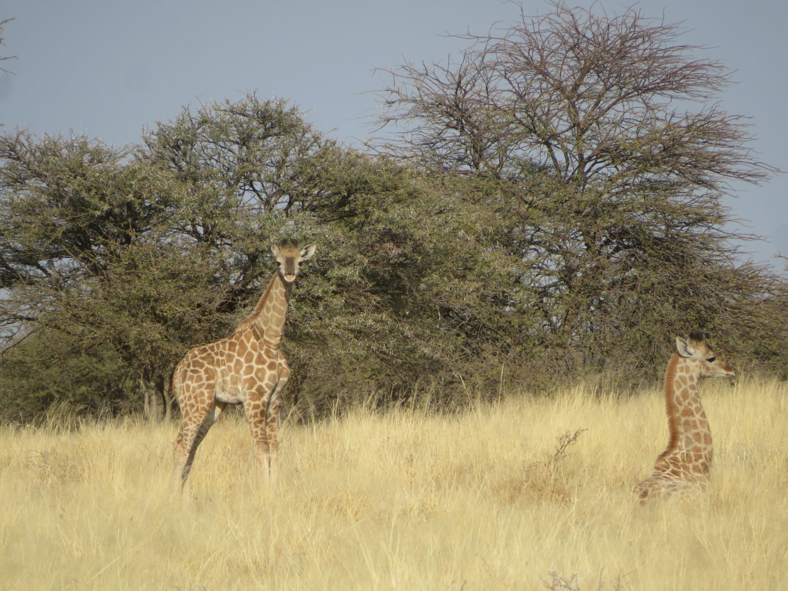 bebes girafes mount etjo namibie