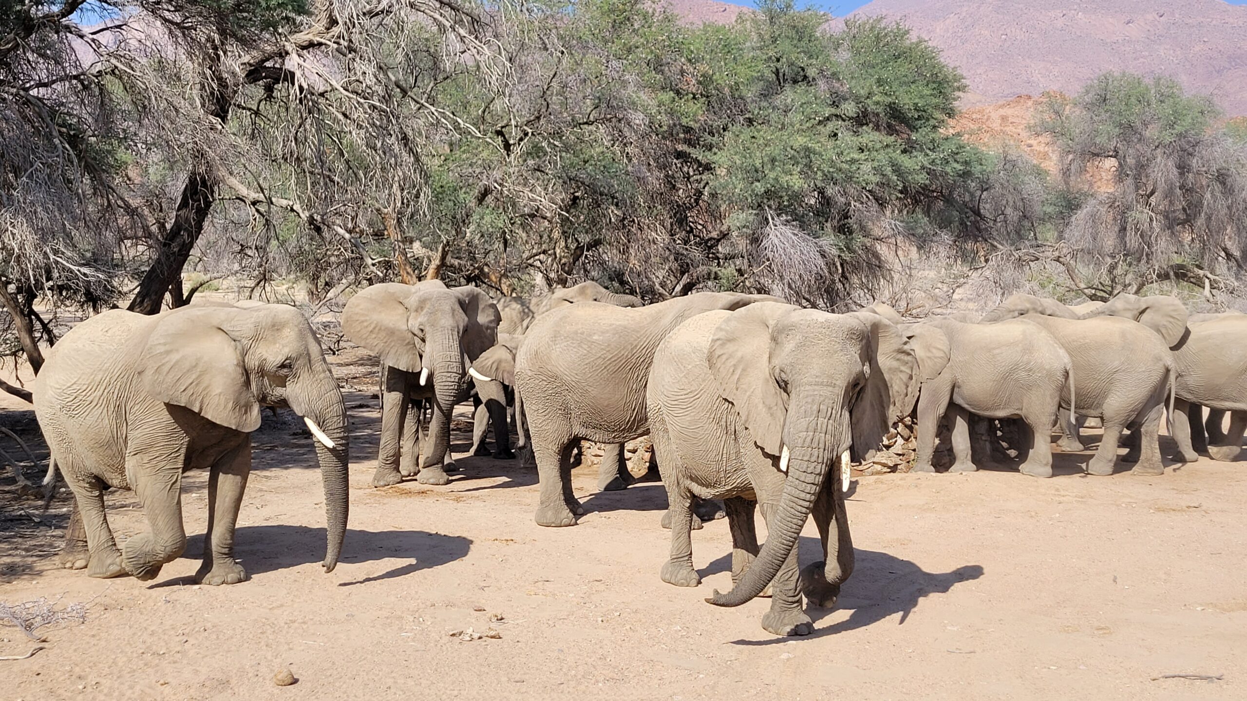 Namibie Brandberg elephants deserticoles