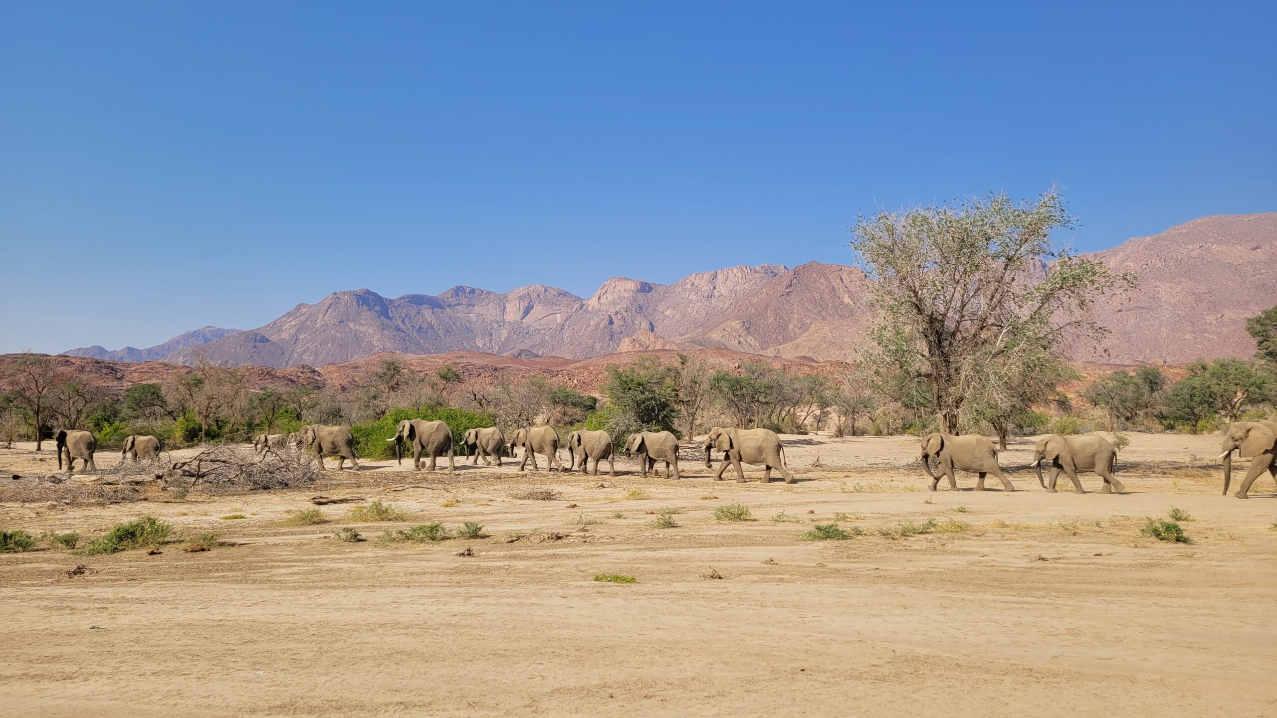 brandberg elephants deserticoles namibie