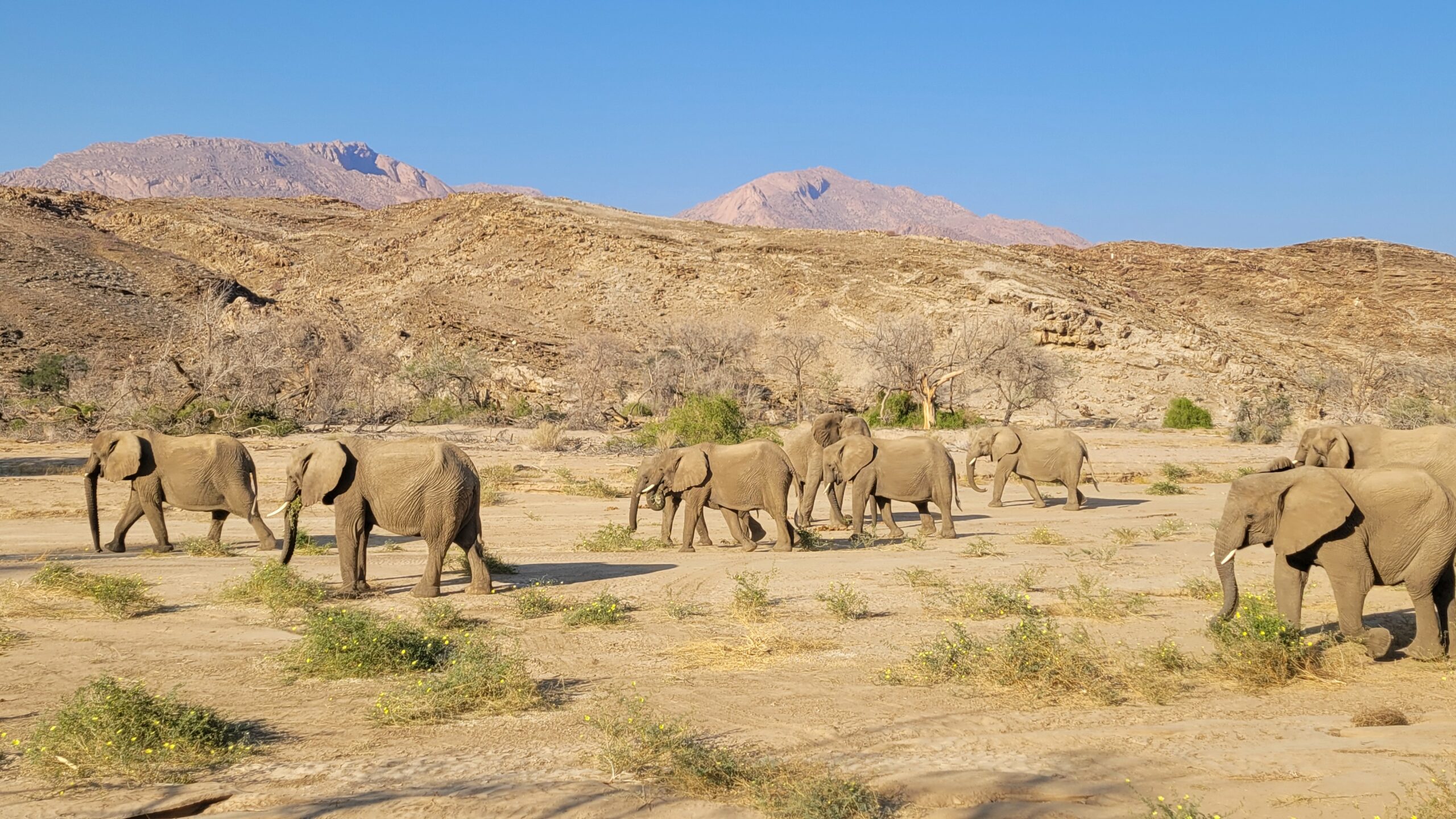 brandberg elephants deserticoles namibie