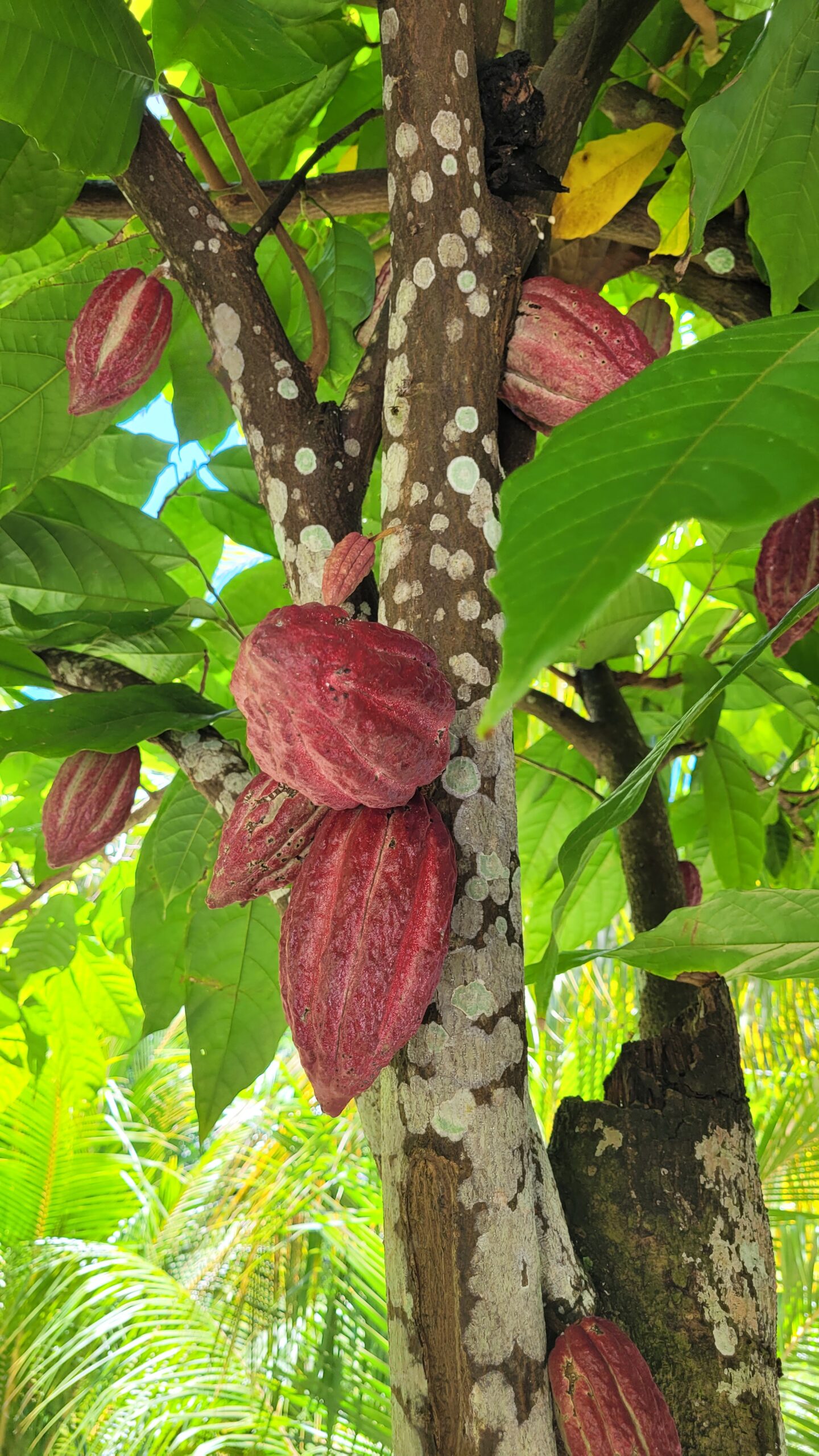 cacao-jardin-roi-mahe