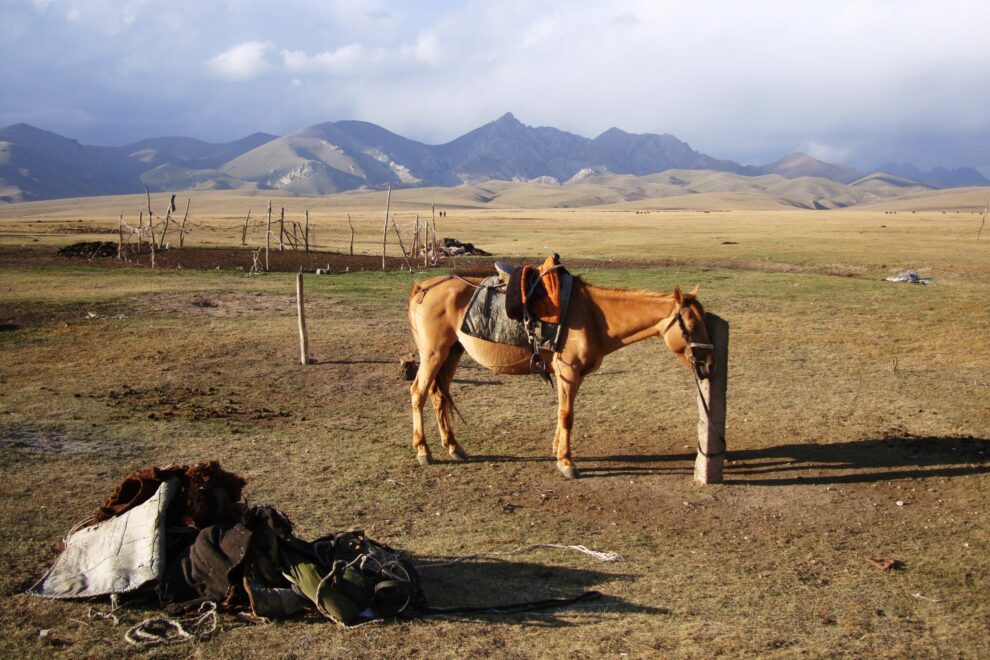 song kul lac kirghizistan cheval