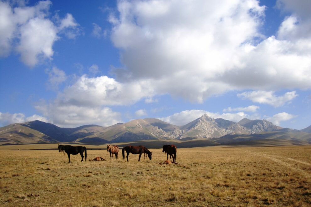 song kul lac kirghizistan chevaux