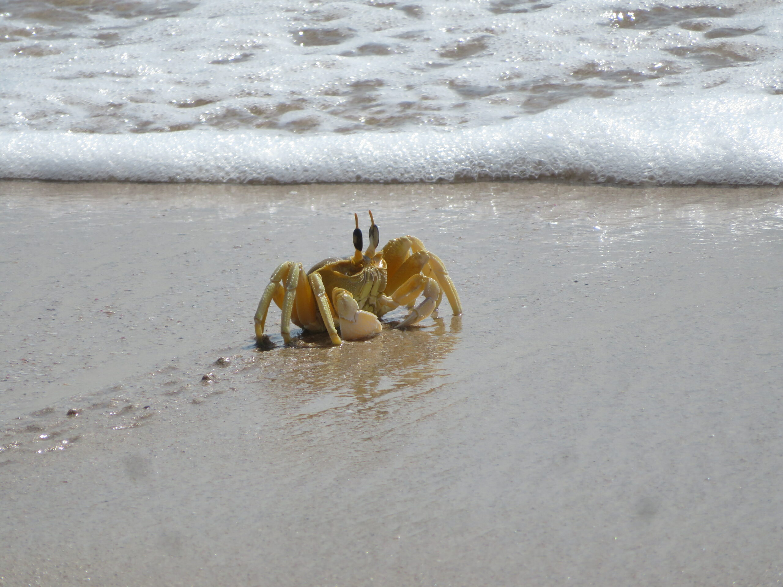 crabe ras al-jinz plage oman