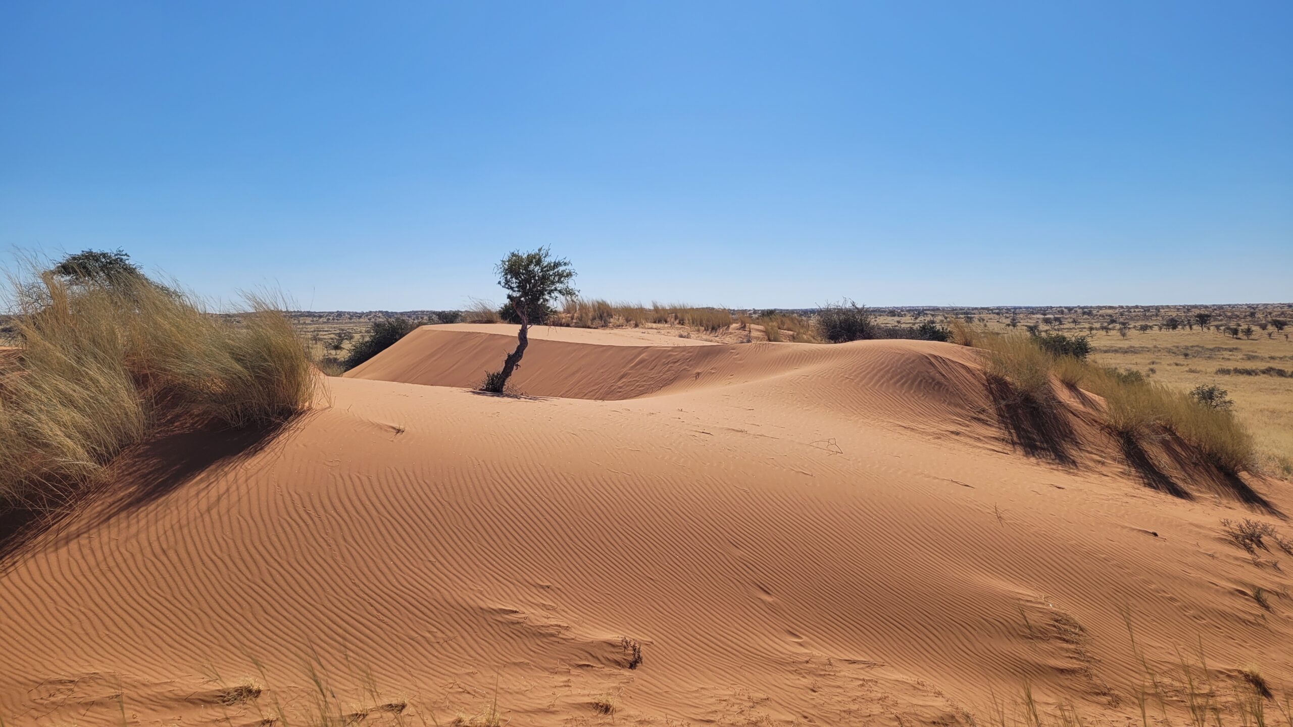 trans kalahari walk dune namibie