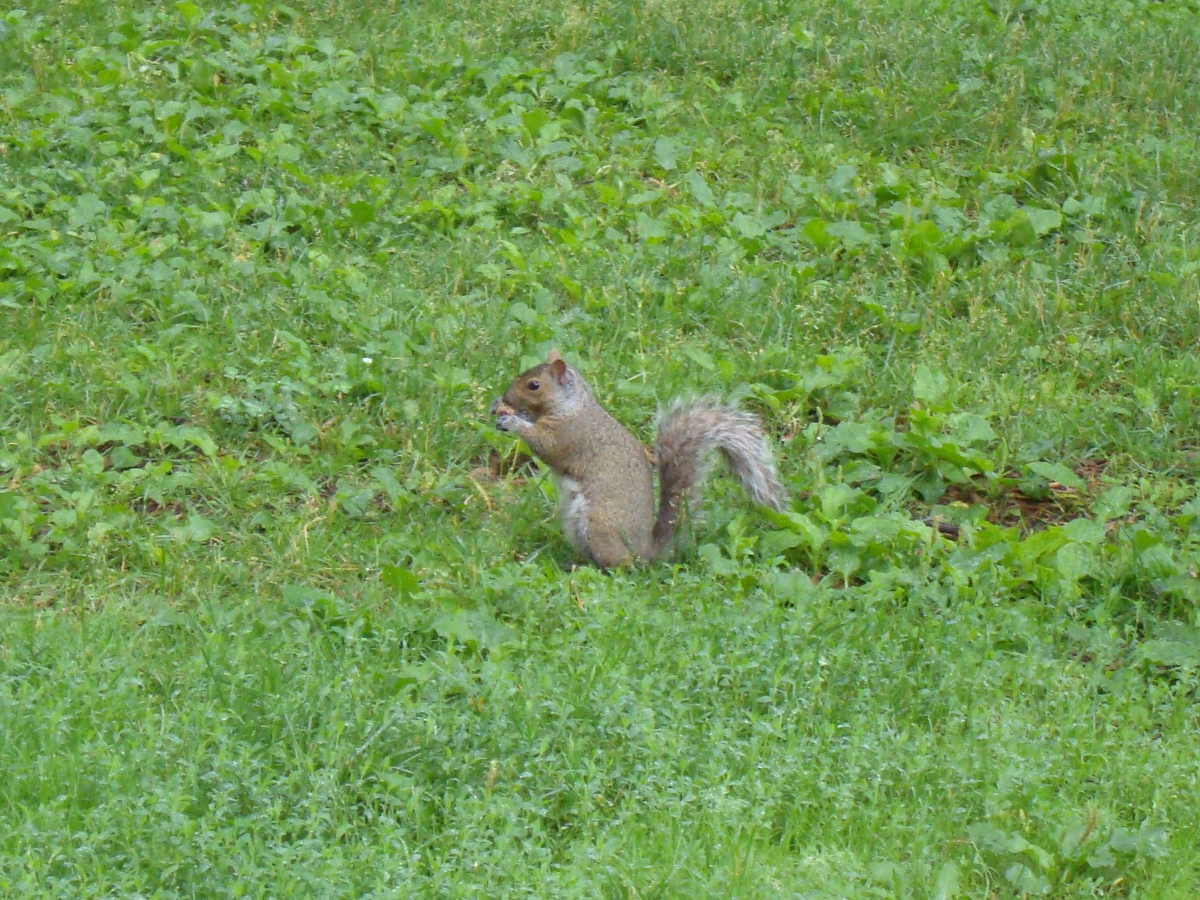 Montréal écureuil gris