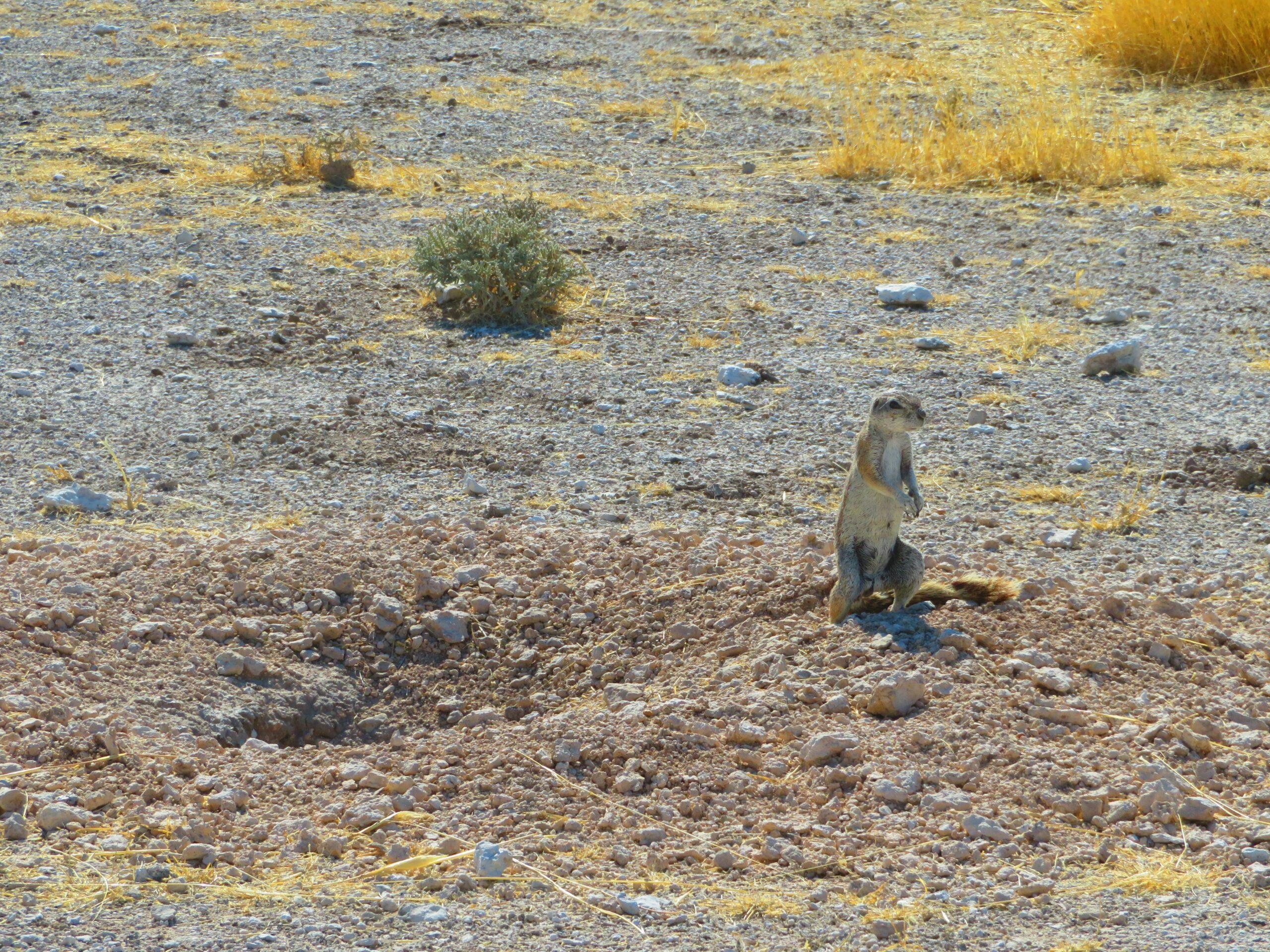 ecureuil de terre etosha namibie