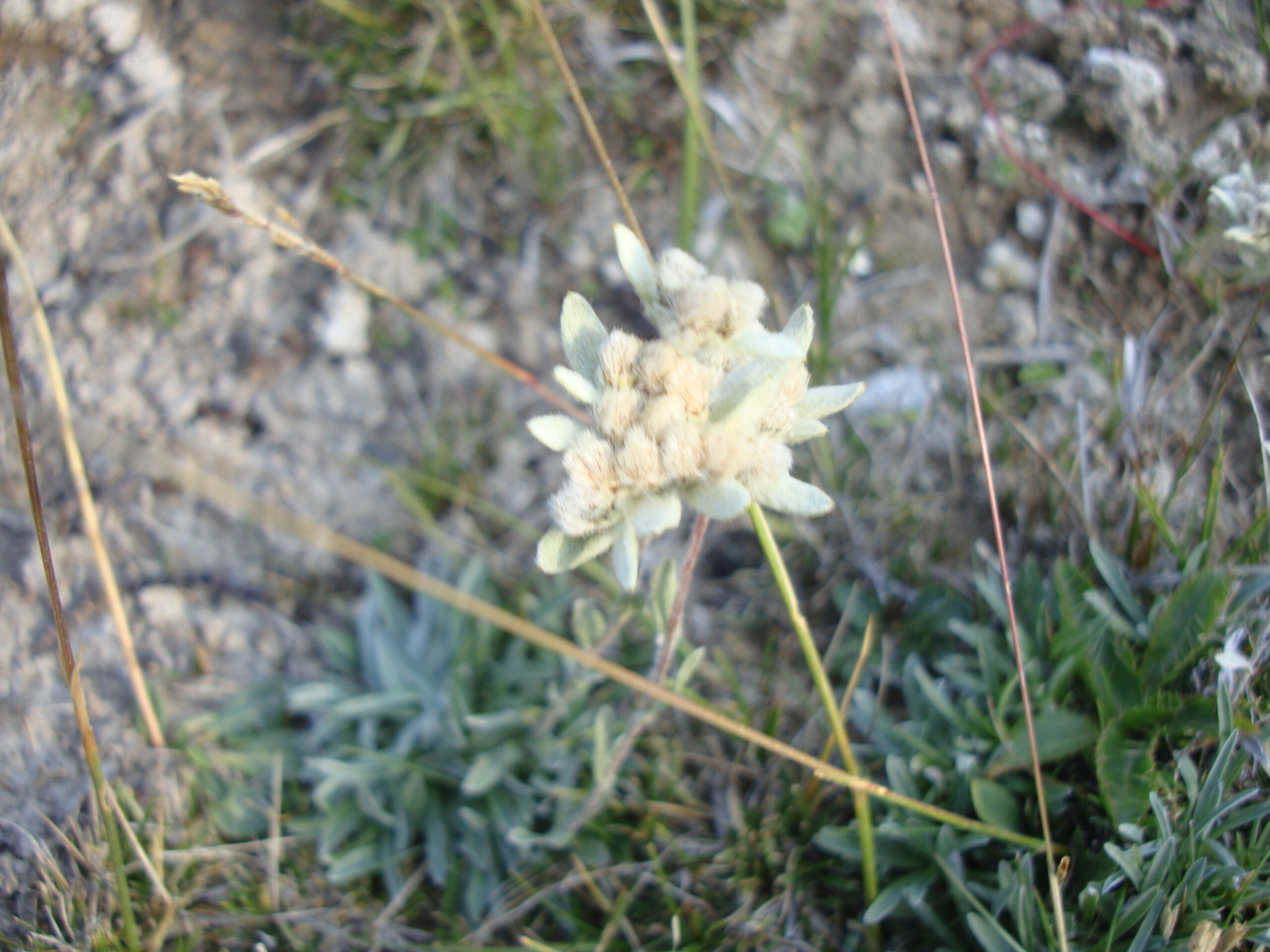 song kul edelweiss kirghizistan
