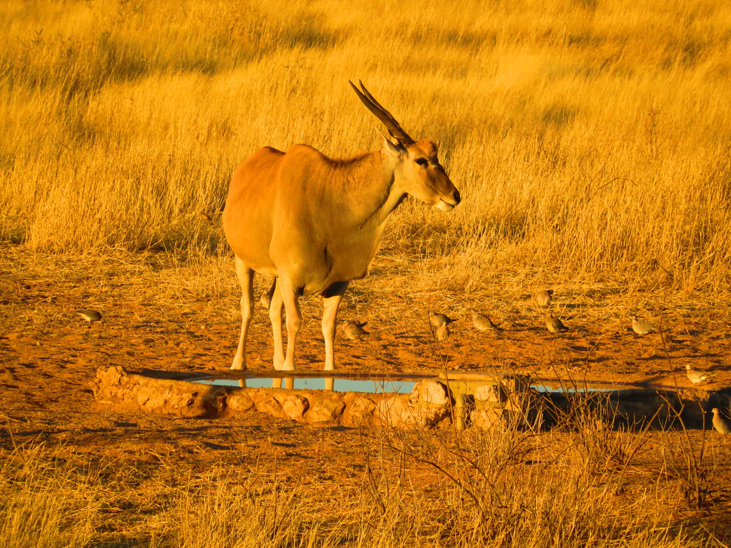 trans kalahari walk eland du cap namibie