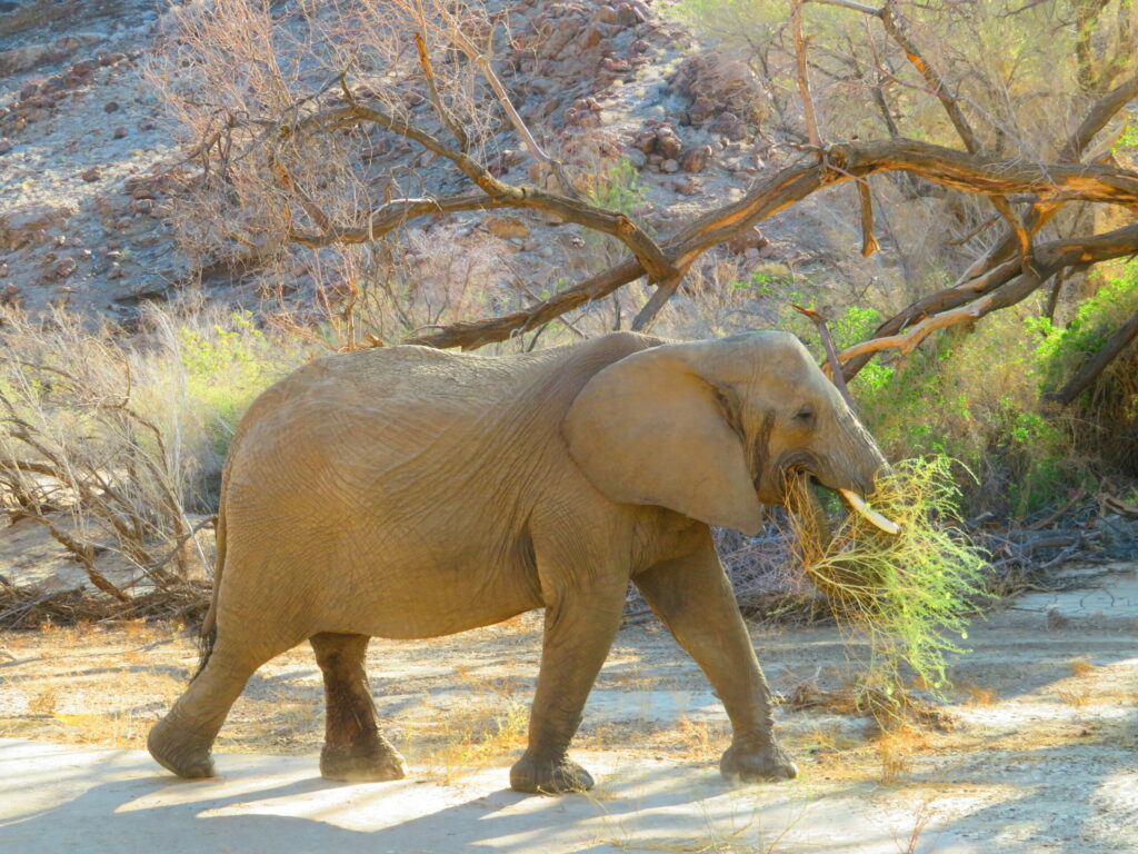 brandberg elephant deserticole namibie