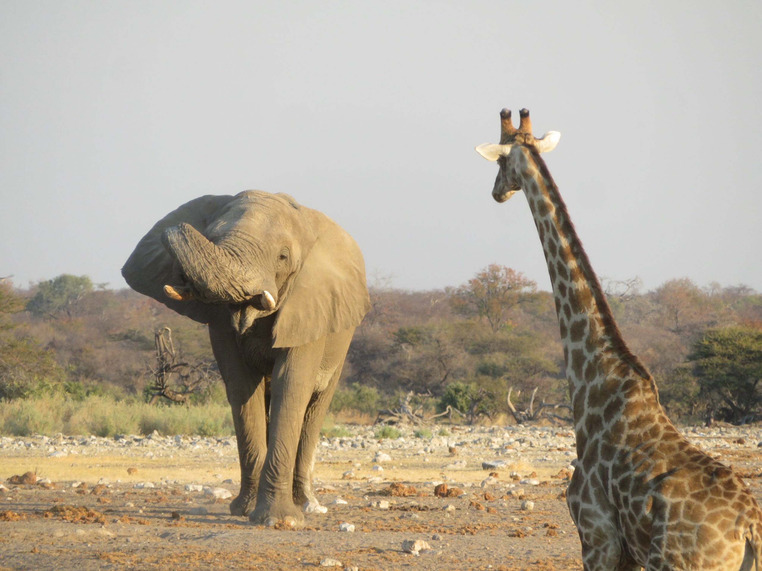 girafe elephant etosha namibie