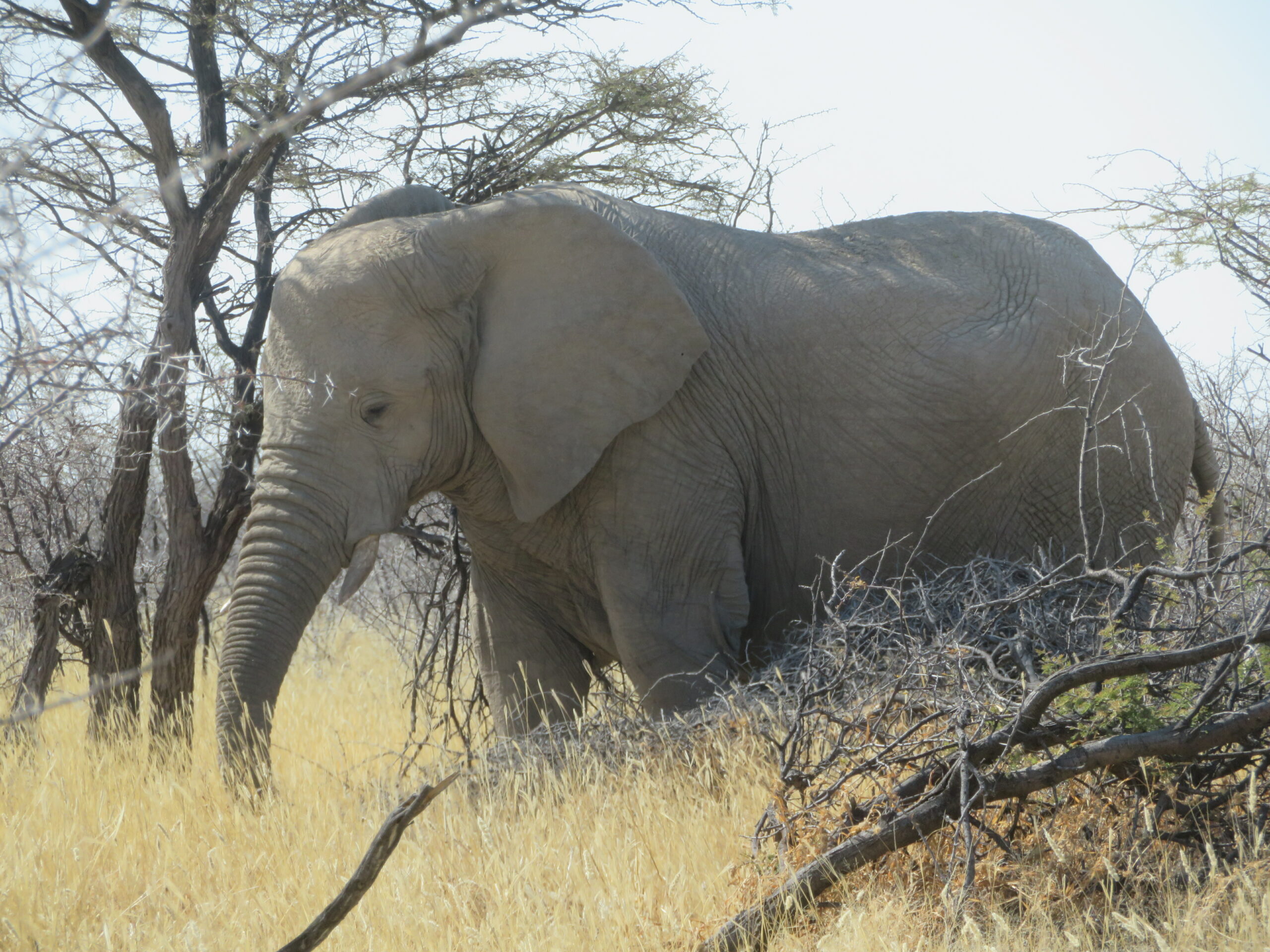 Namibie Etosha elephant