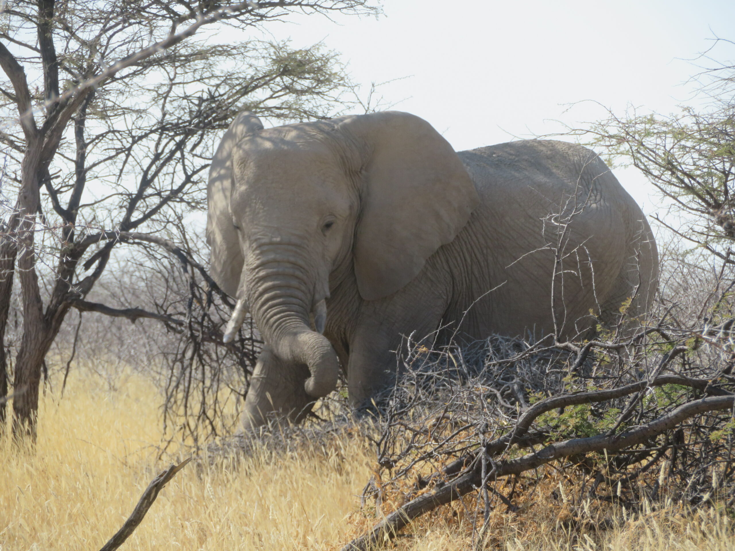 Namibie Etosha elephant