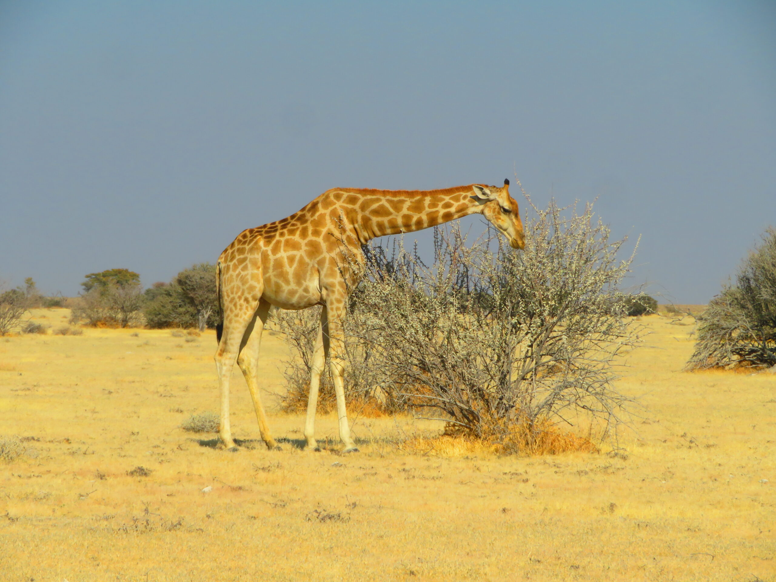 Namibie Etosha girafe