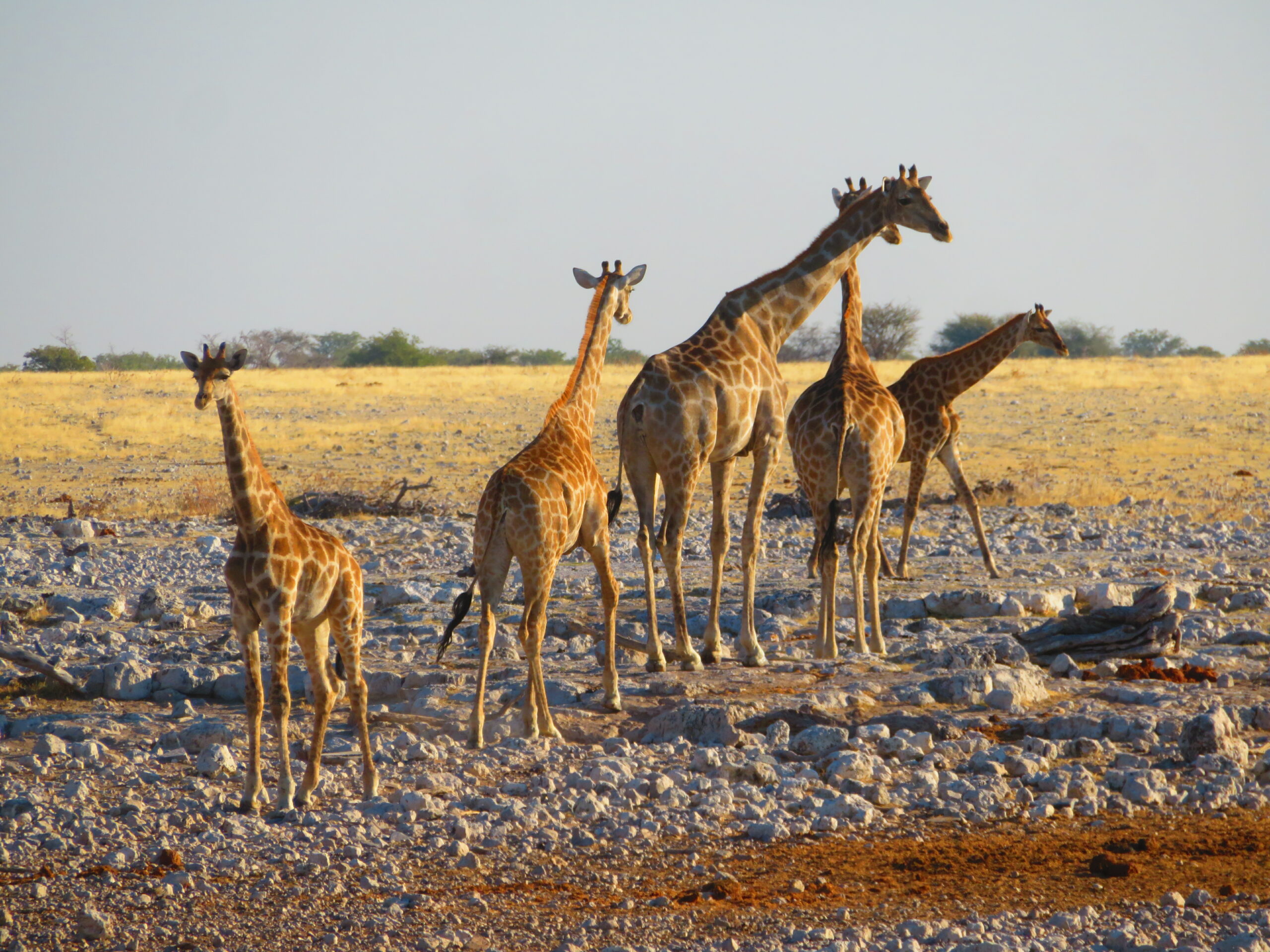 Namibie Etosha girafes Okaukuejo