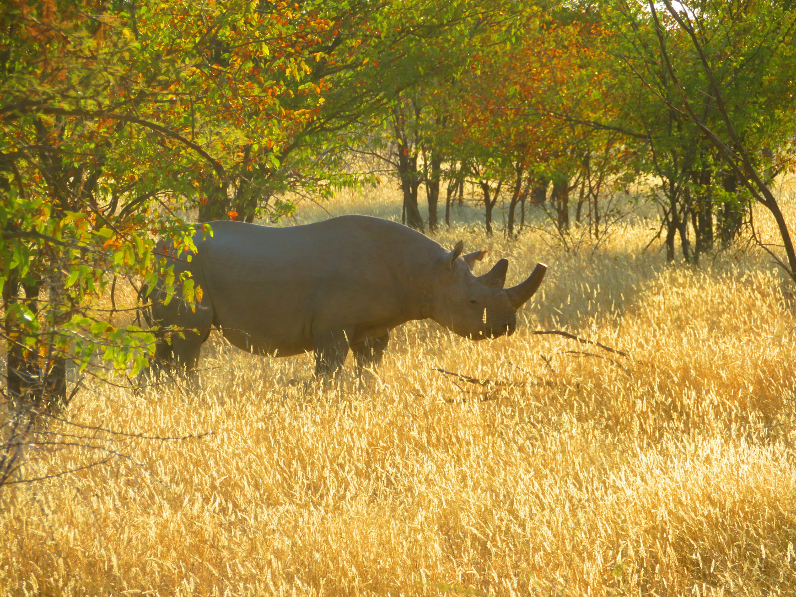 Namibie Etosha rhinoceros