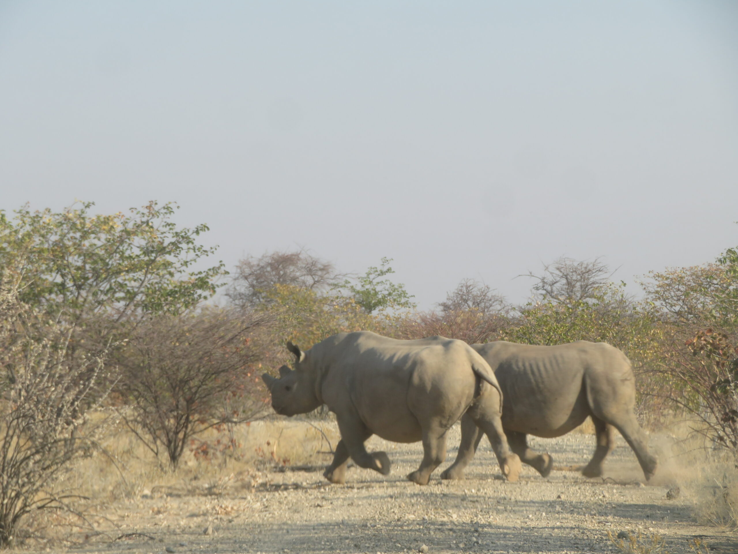 Namibie Etosha rhinoceros