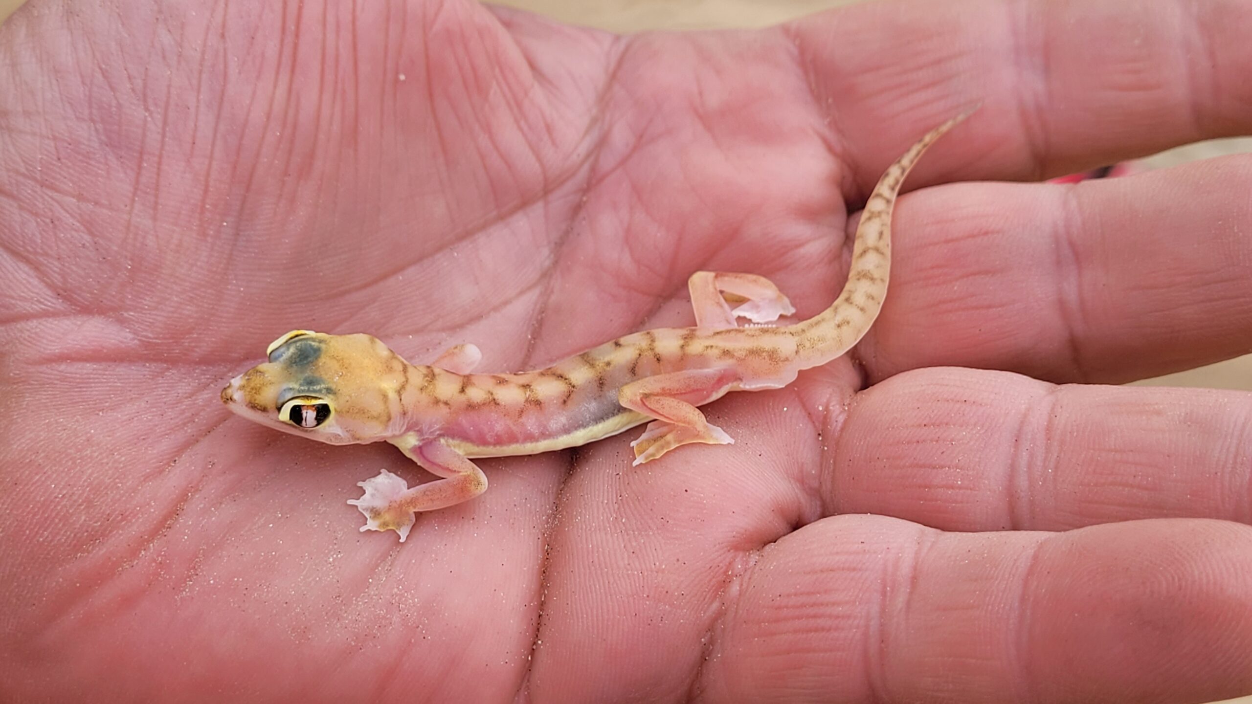 gecko sandwich harbour tour namibie