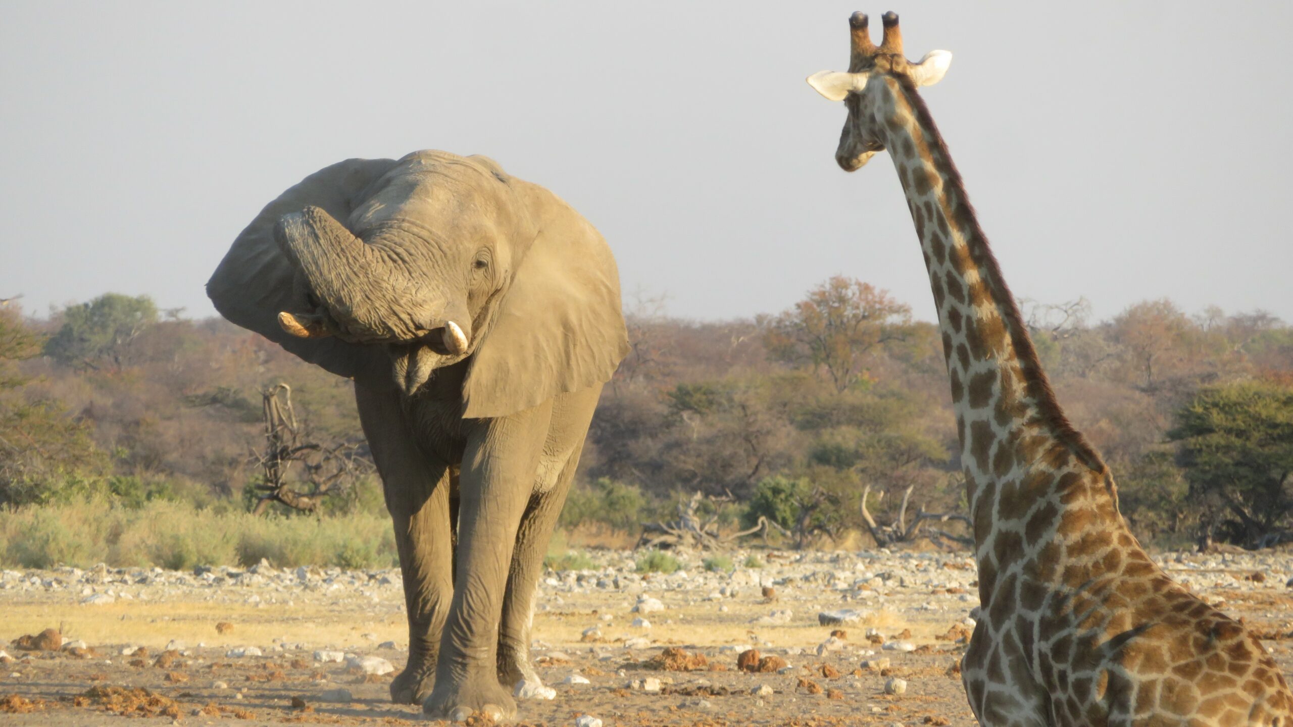 etosha elephant girafe namibie