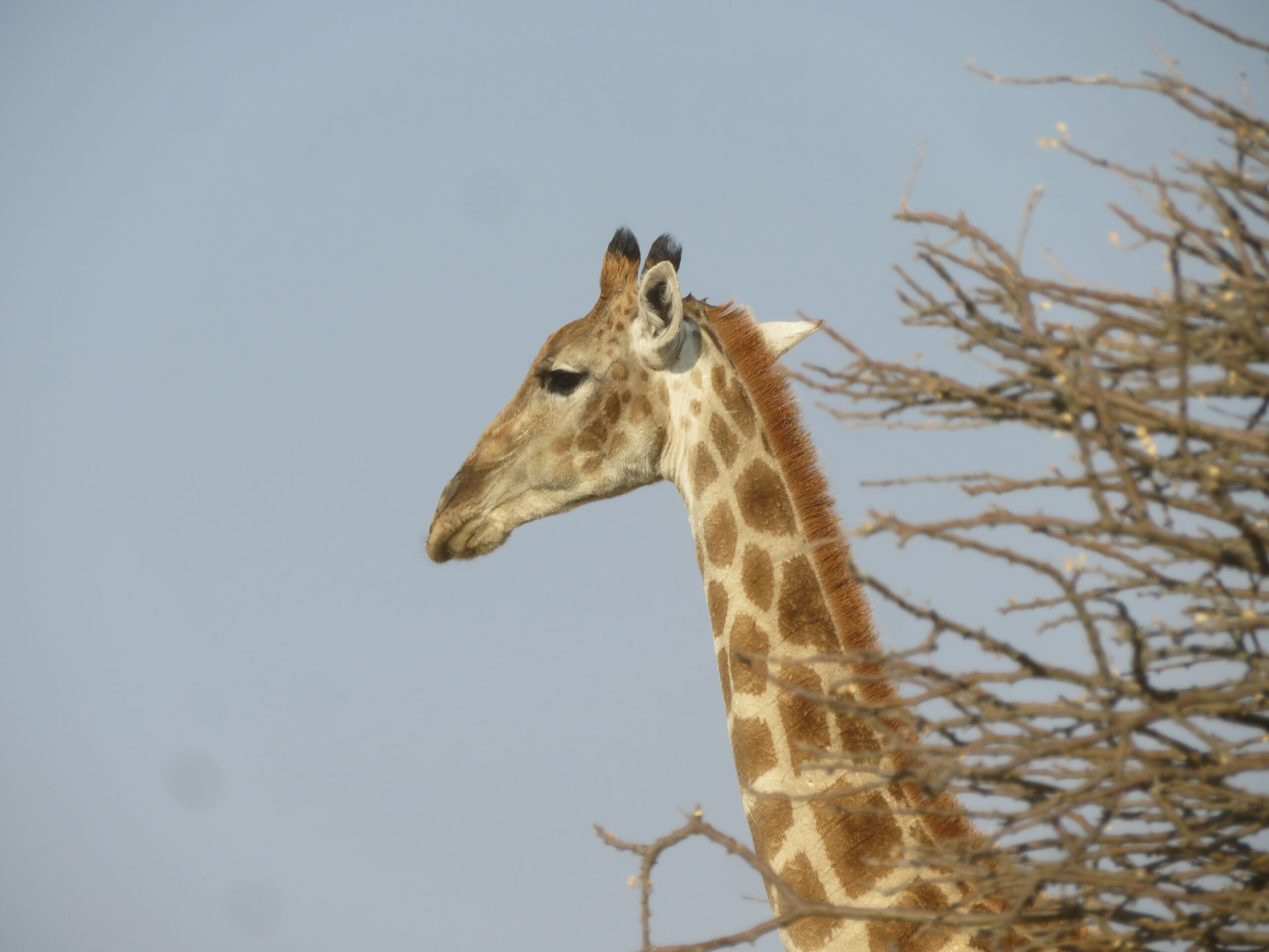 girafe mount etjo namibie