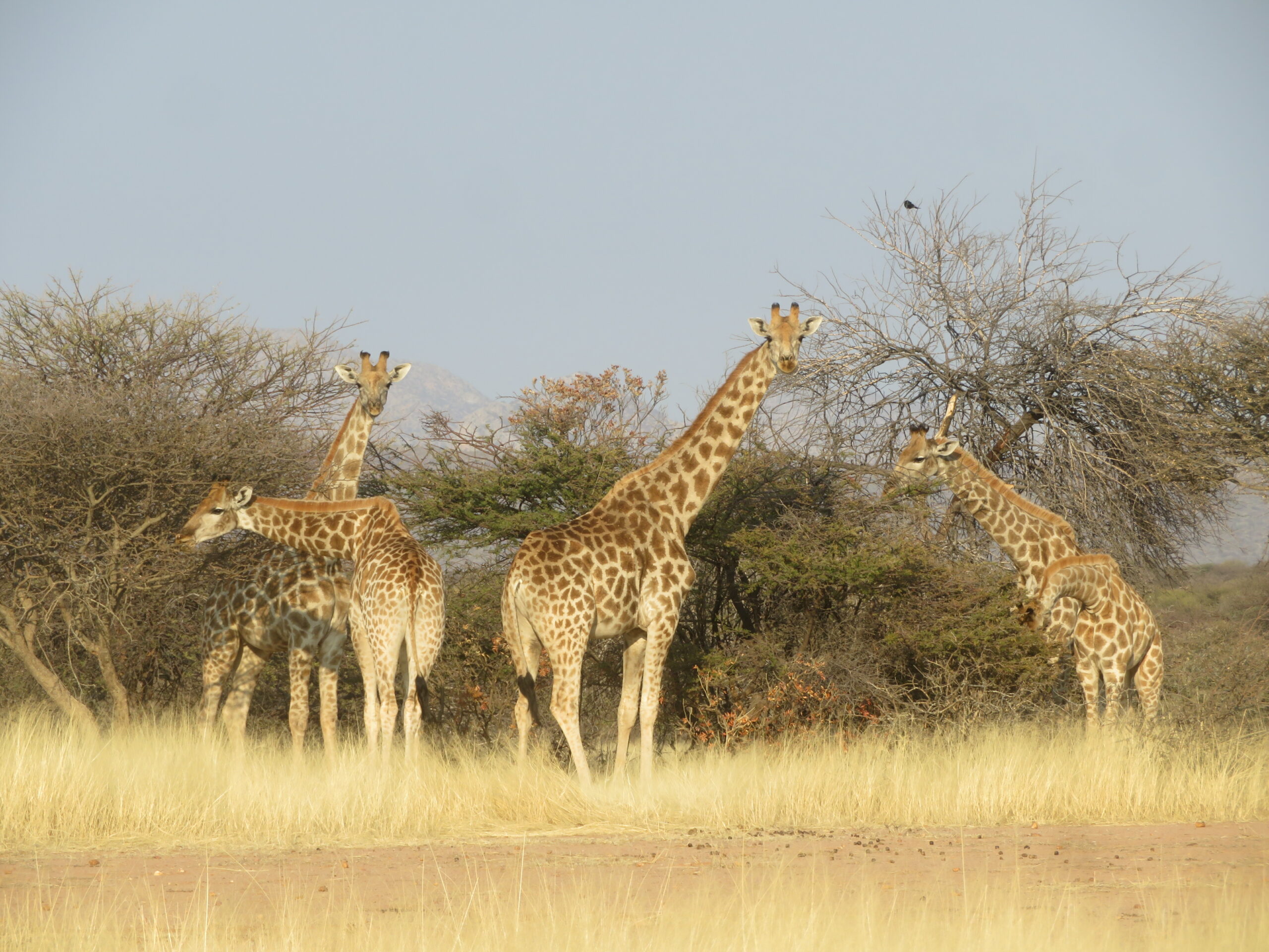 girafes mount etjo namibie