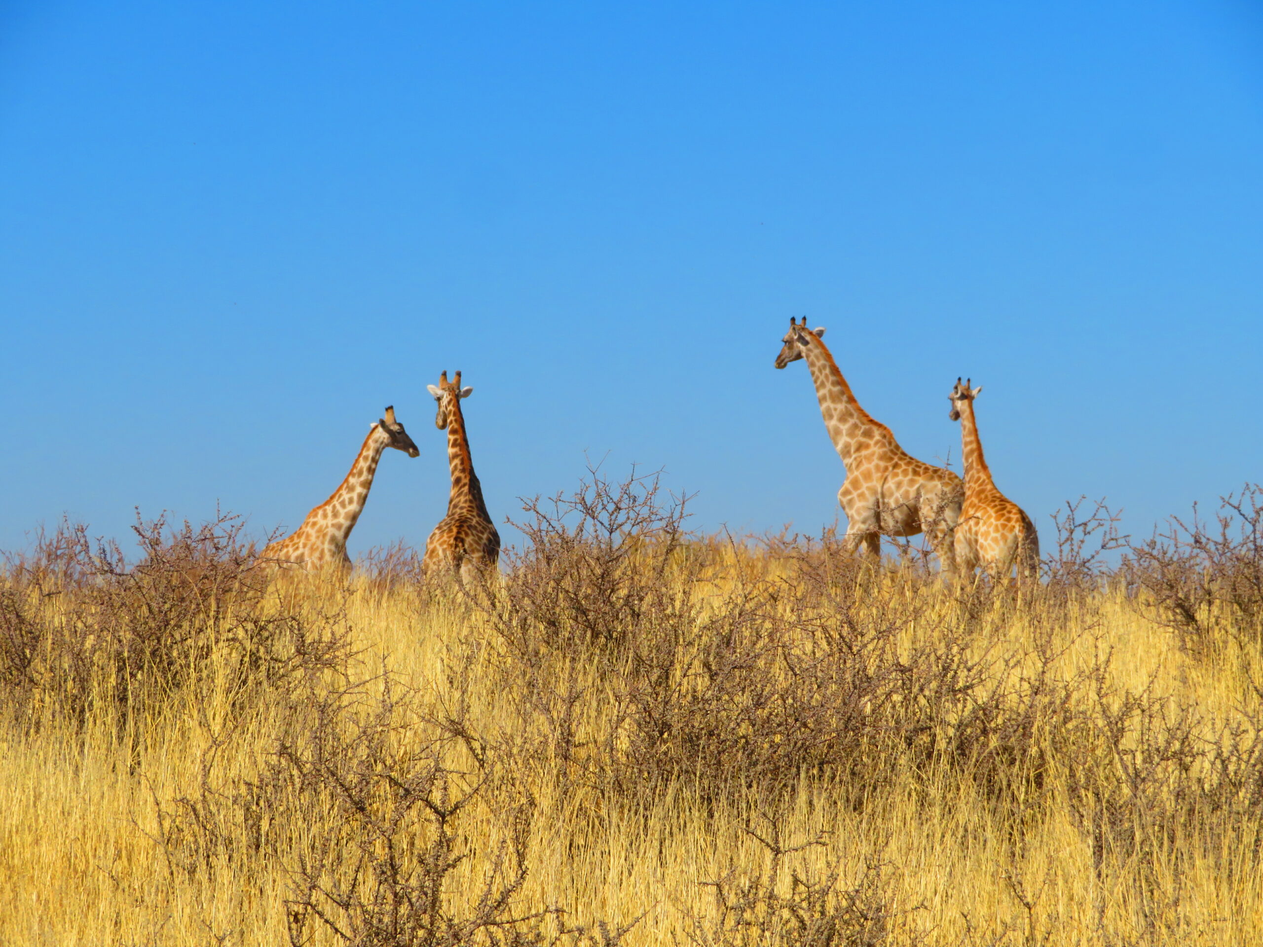 girafes trans kalahari walk namibie