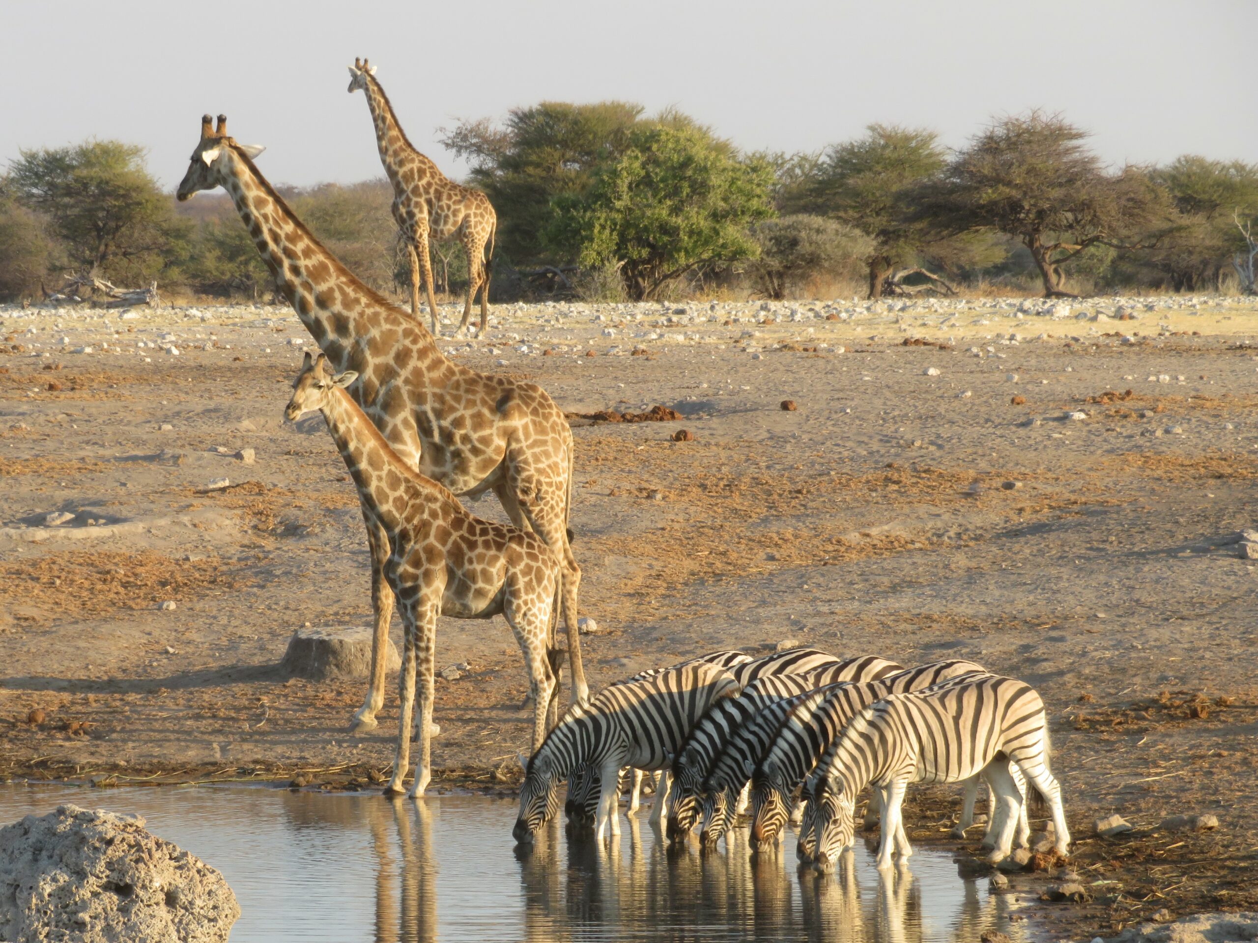 girafes zebres etosha namibie