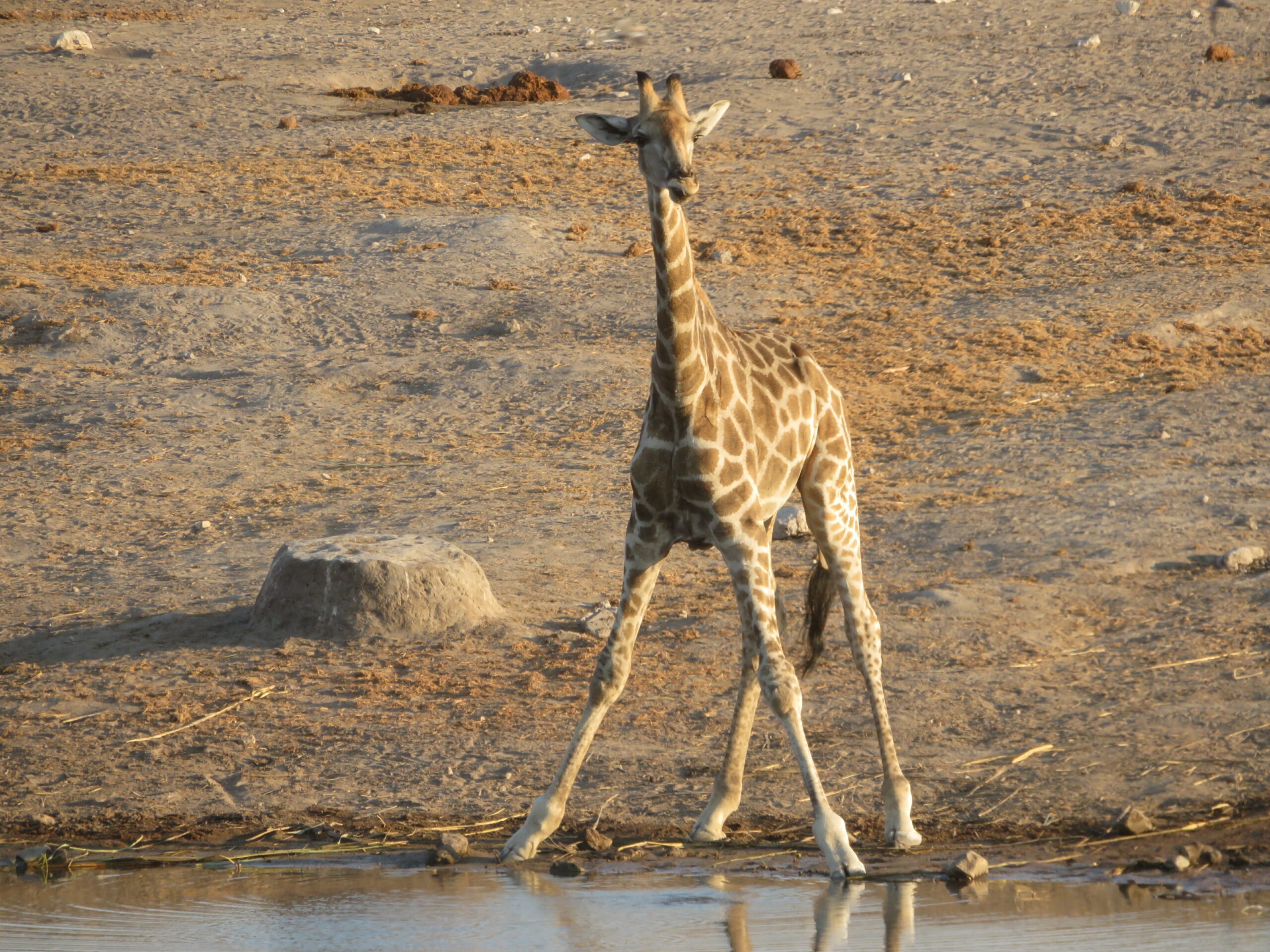 girafon etosha namibie