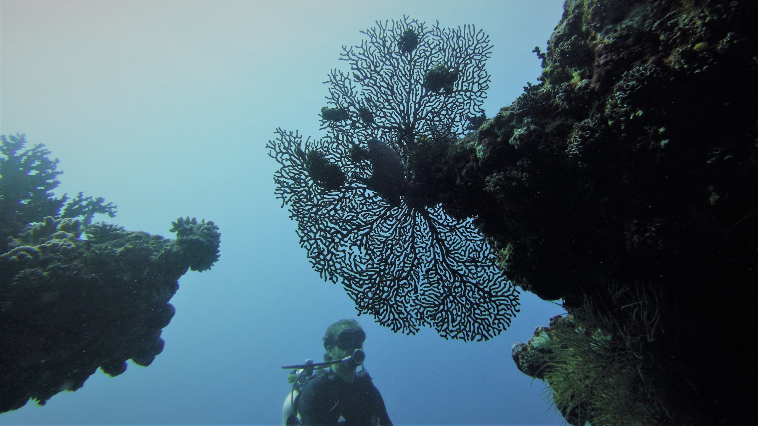 gorgone-corail-maldives