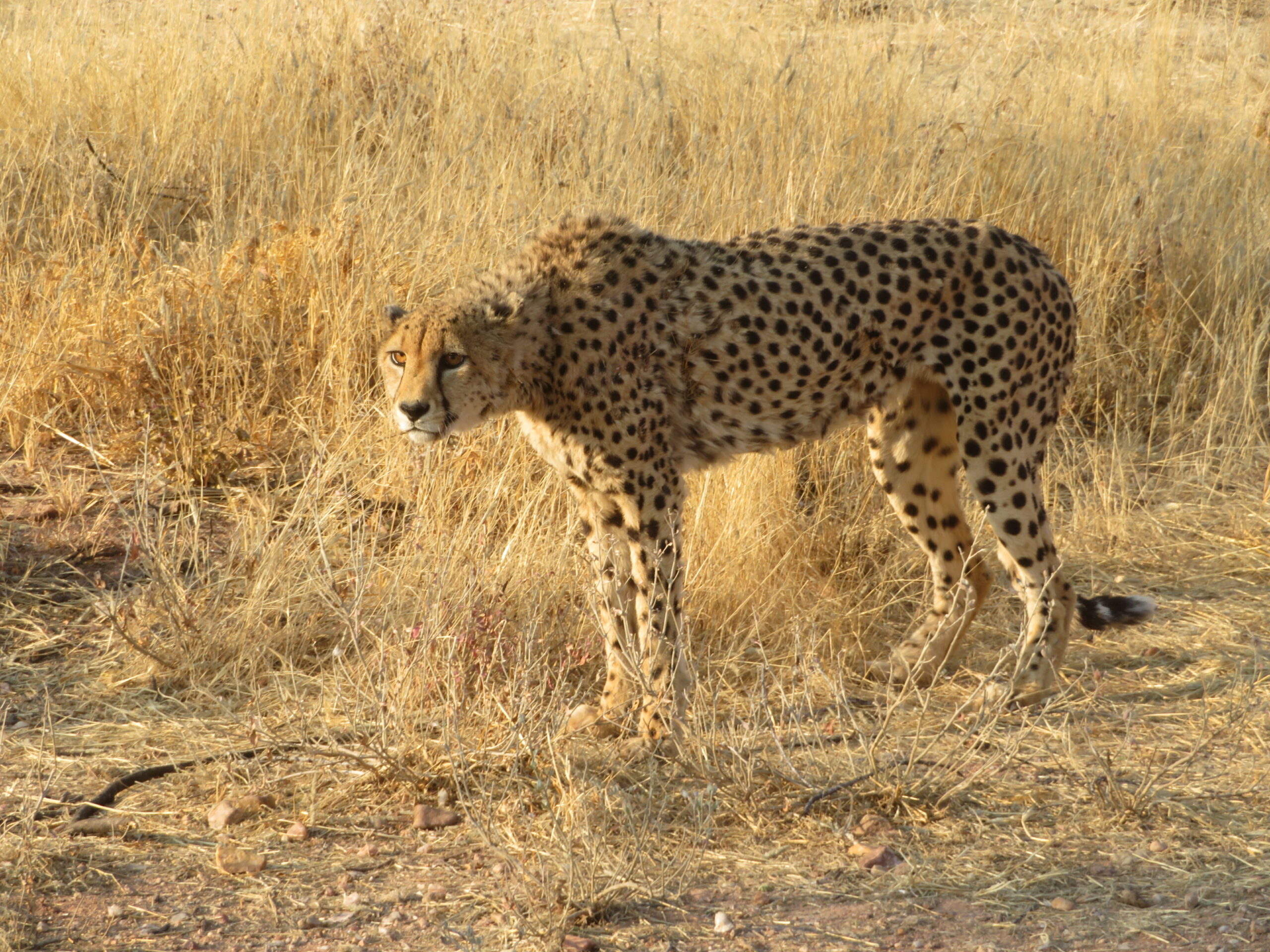 guepard mount etjo namibie