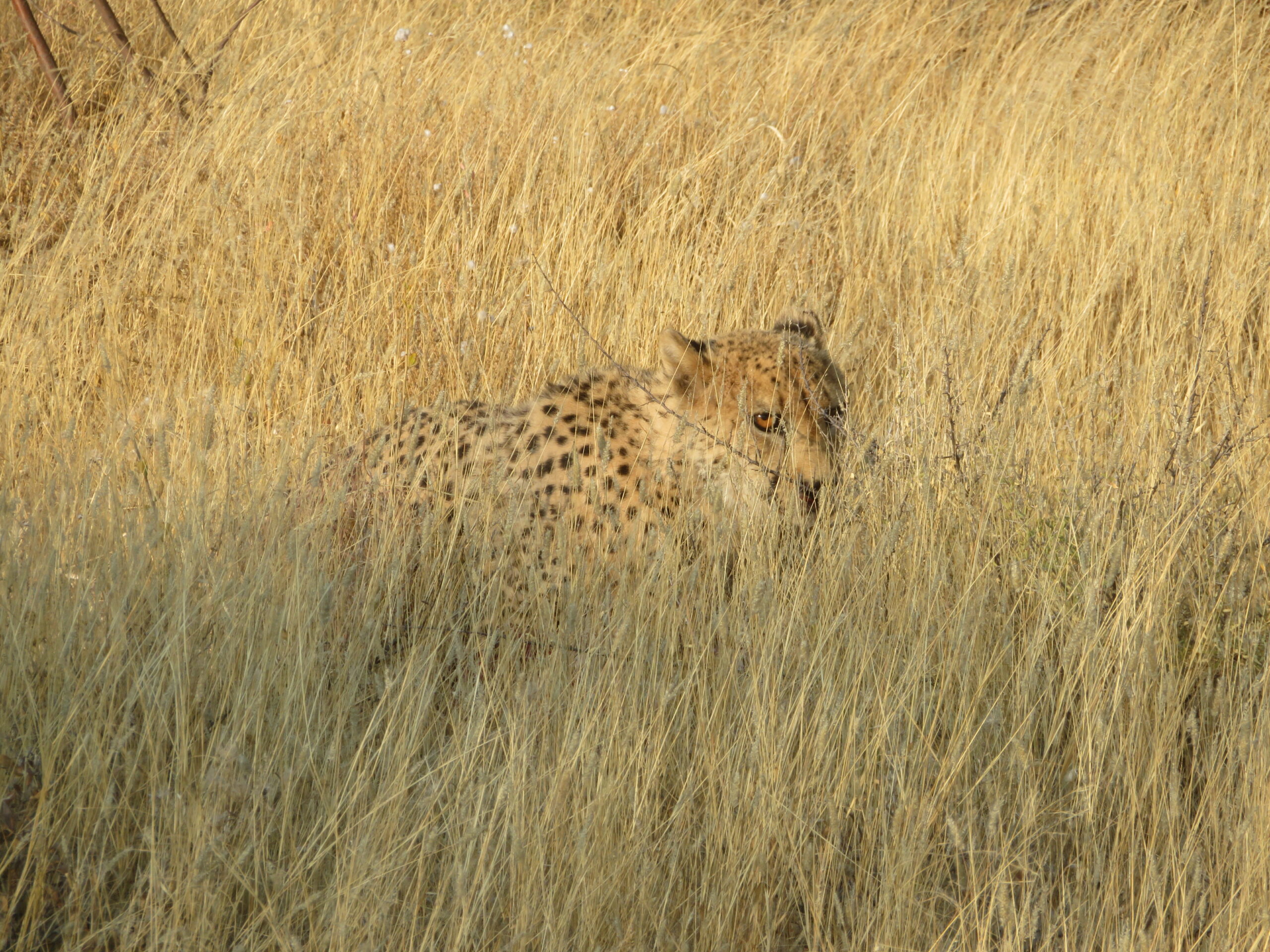 guepard mount etjo namibie