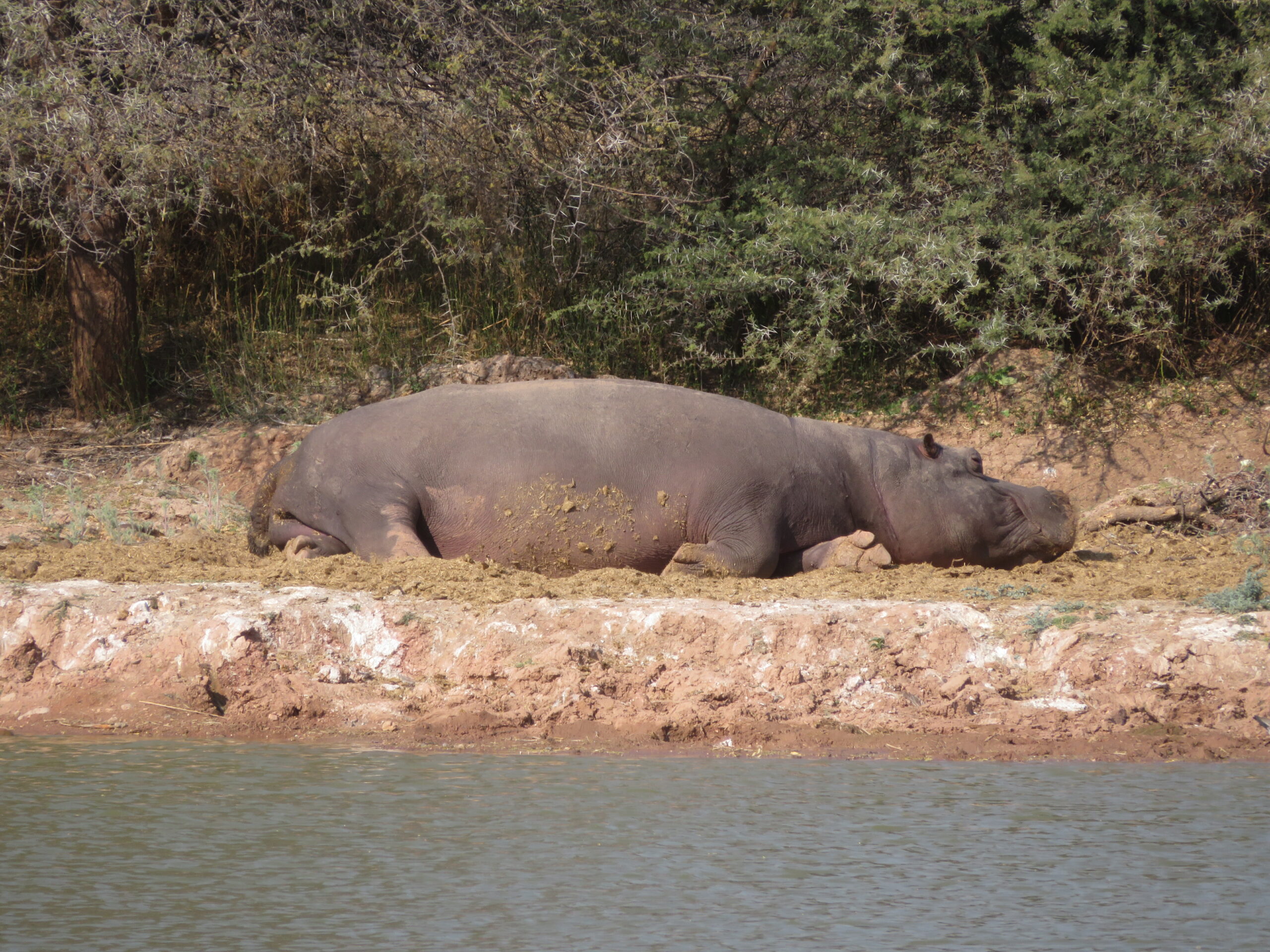 hippopotame mount etjo namibie