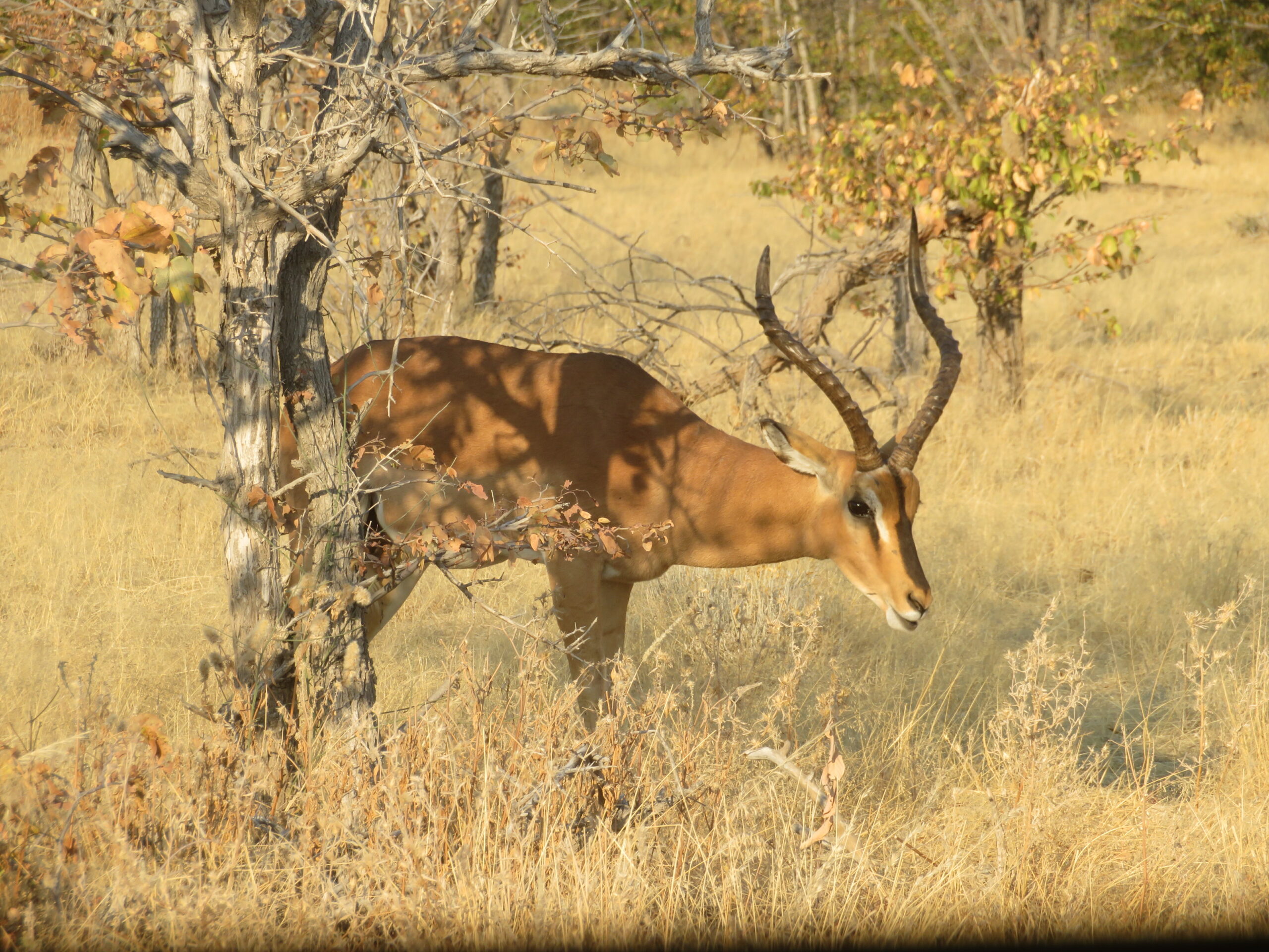 impala tete noire etosha namibie