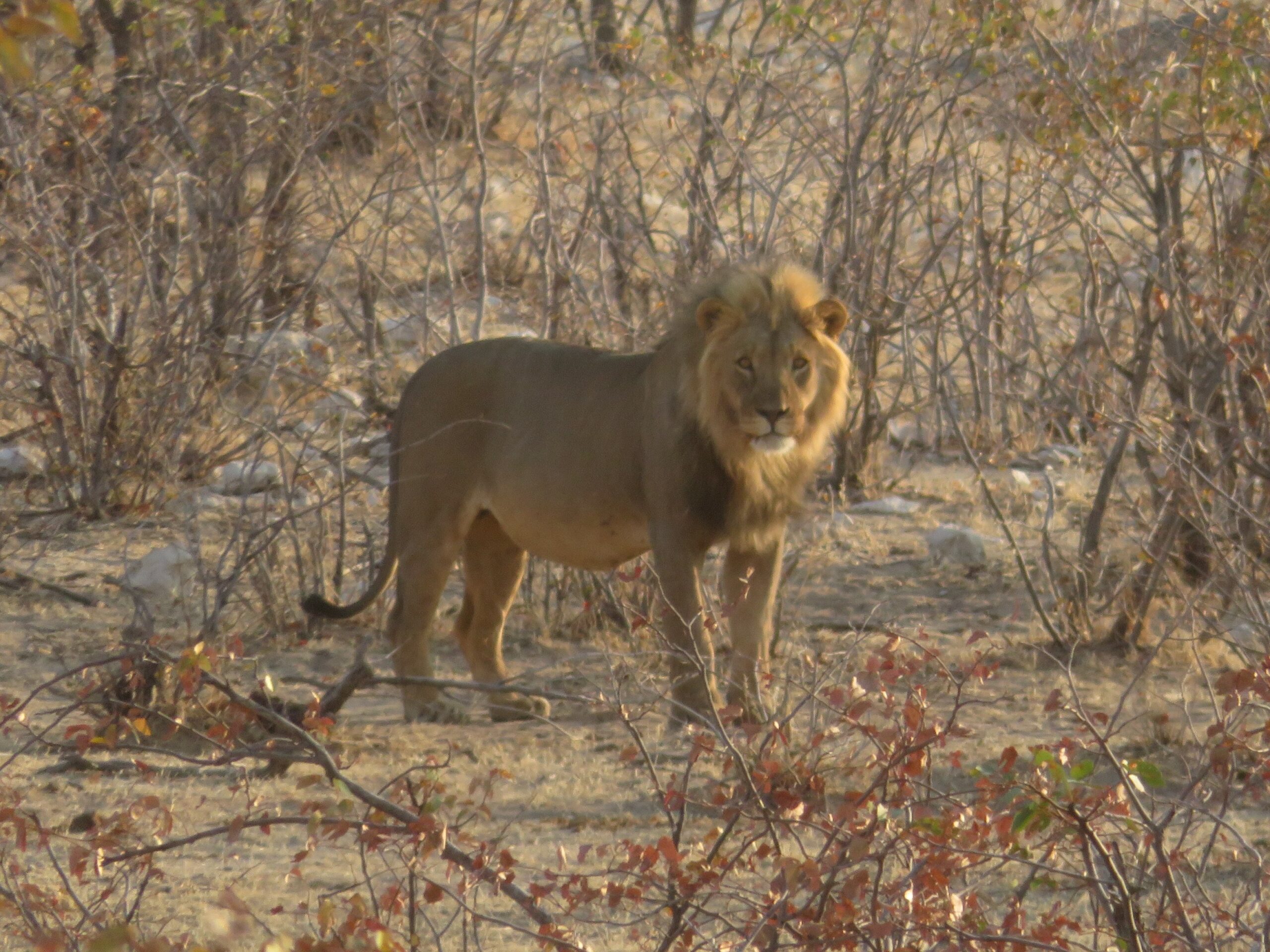 lion etosha namibie