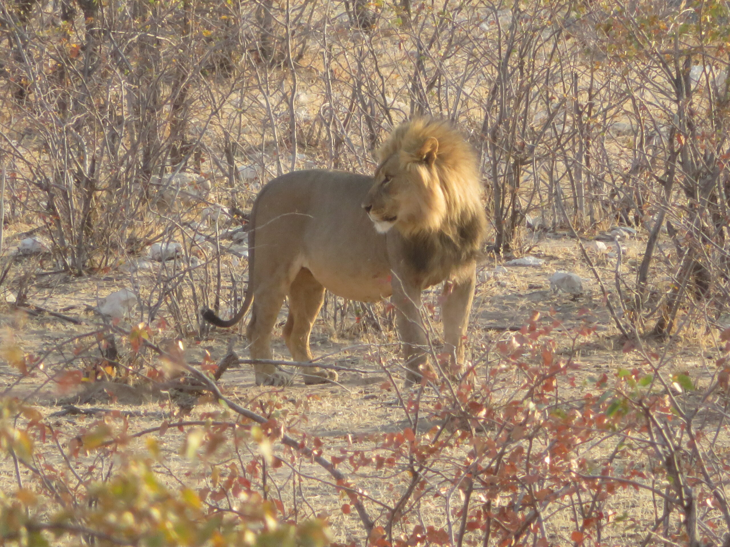 lion etosha namibie