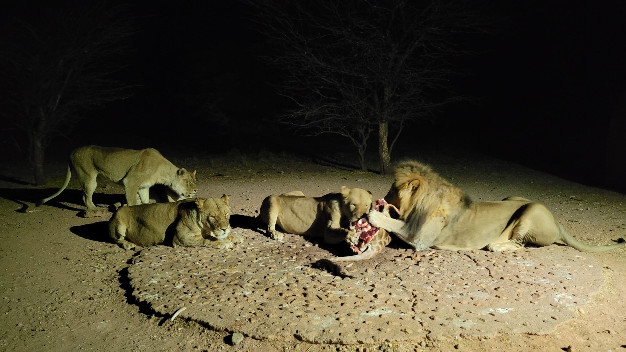 lion feeding mount etjo namibie