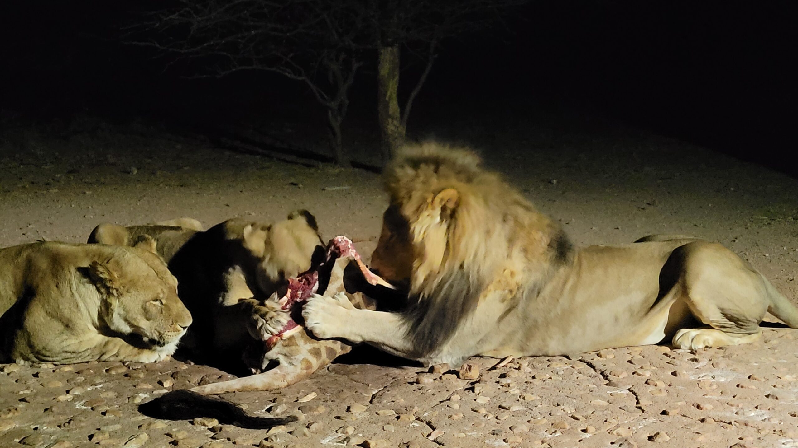 lion feeding mount etjo namibie