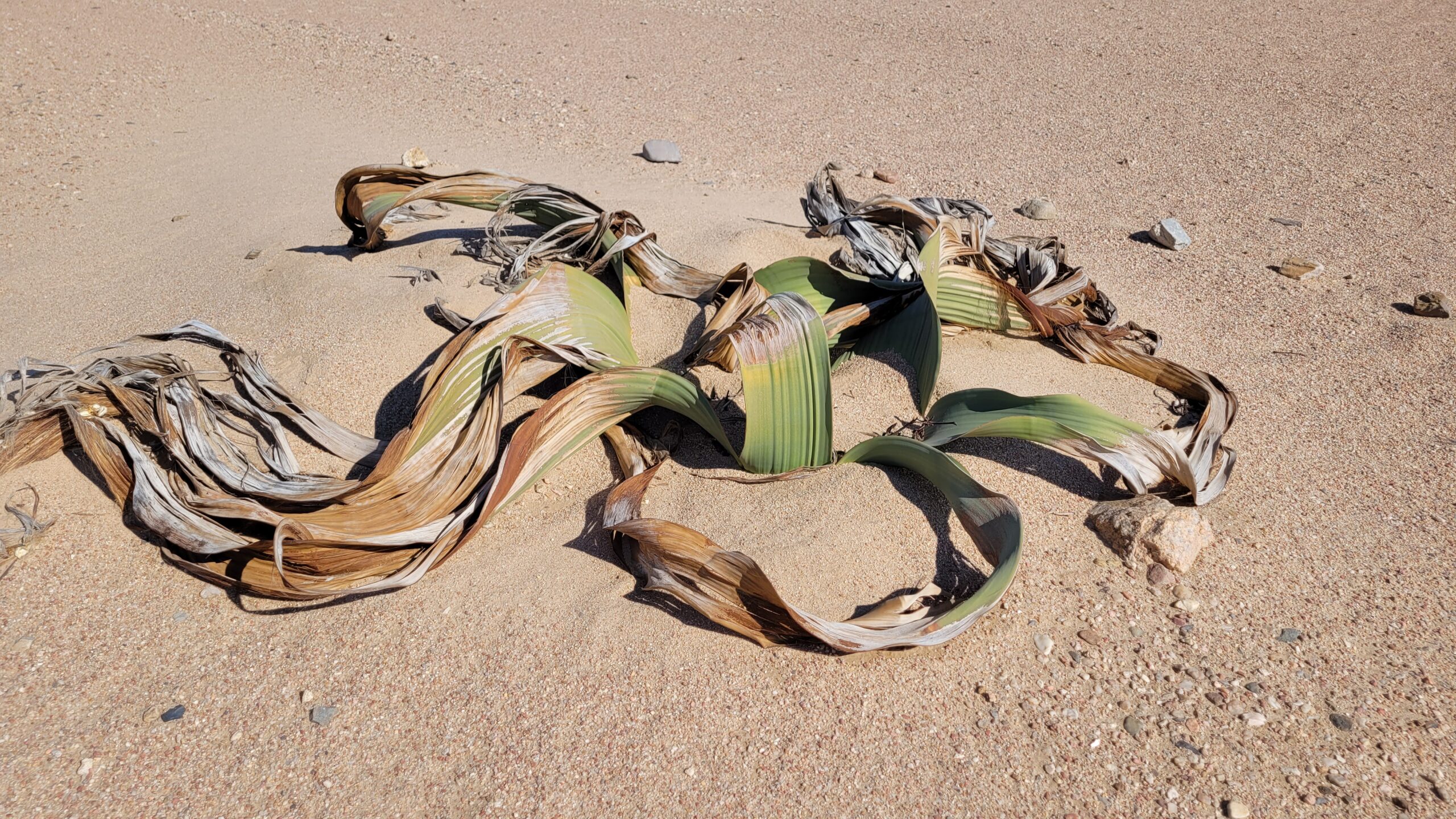 Namibie Welwitschia