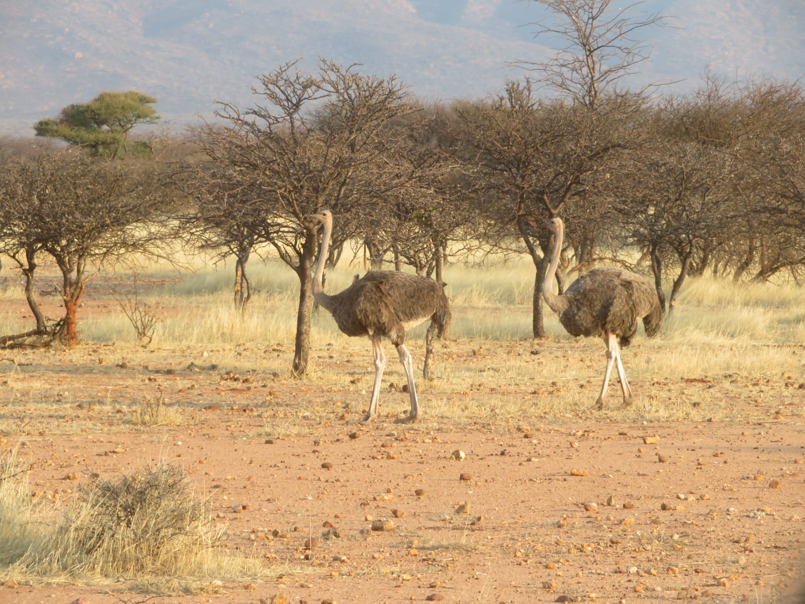 Namibie Mount Etjo autruches