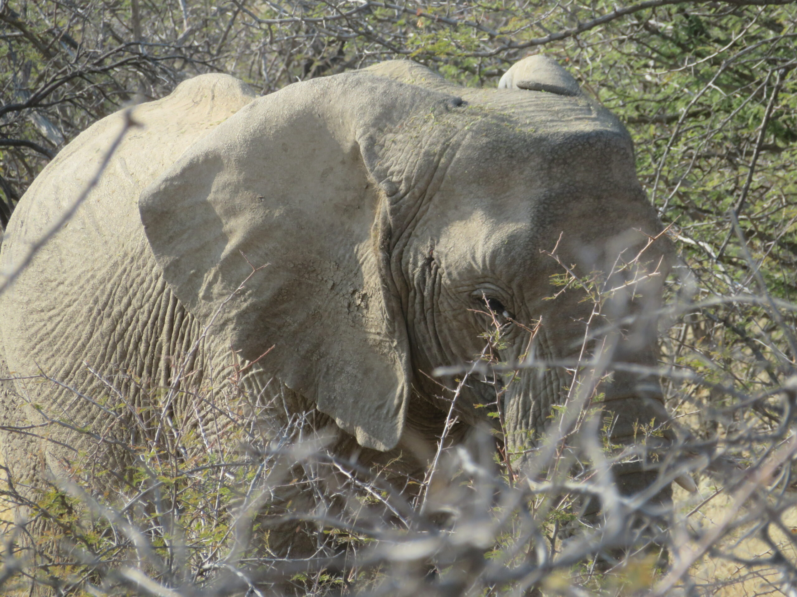 Namibie Mount Etjo elephant