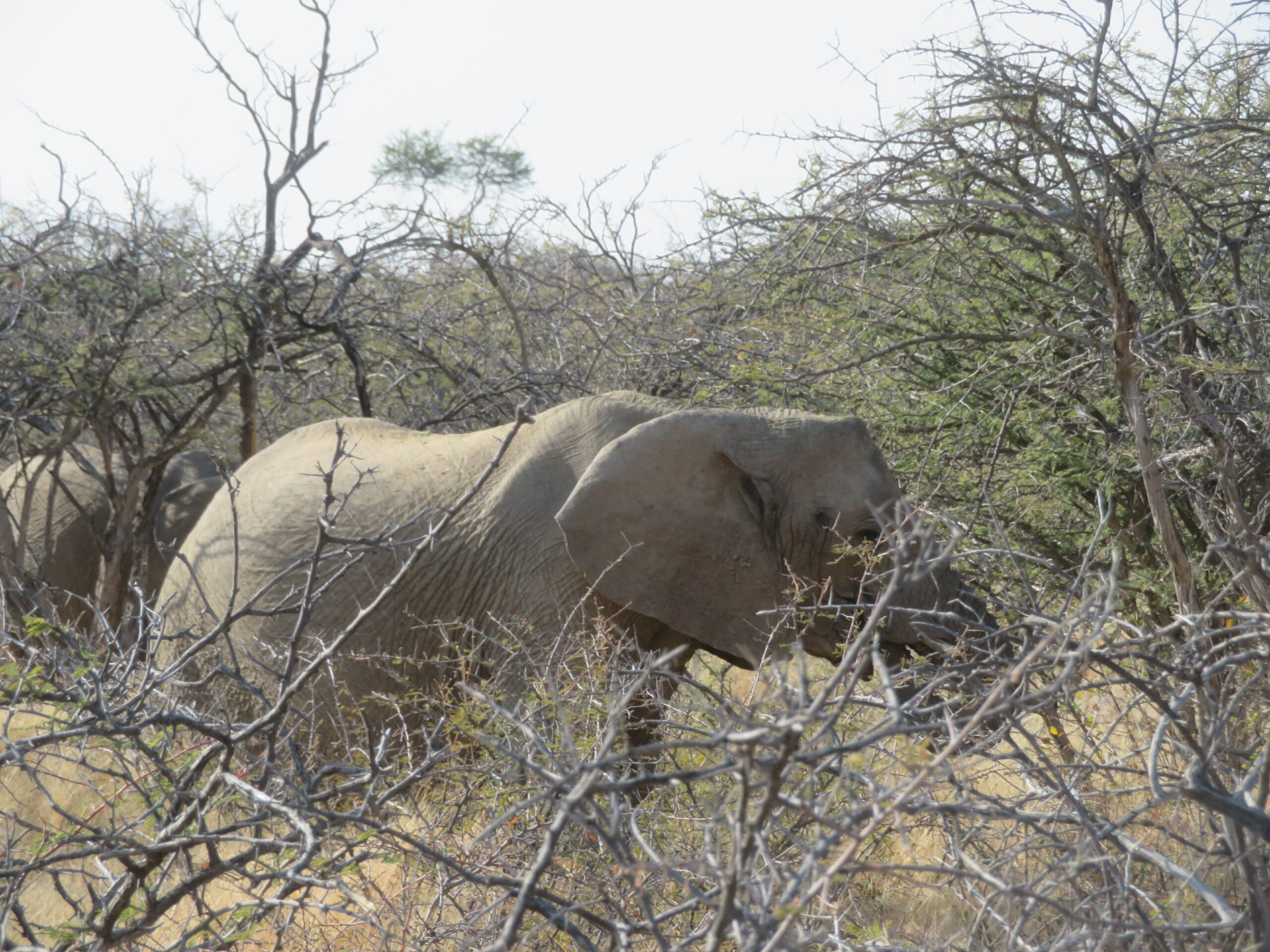 Namibie Mount Etjo elephants