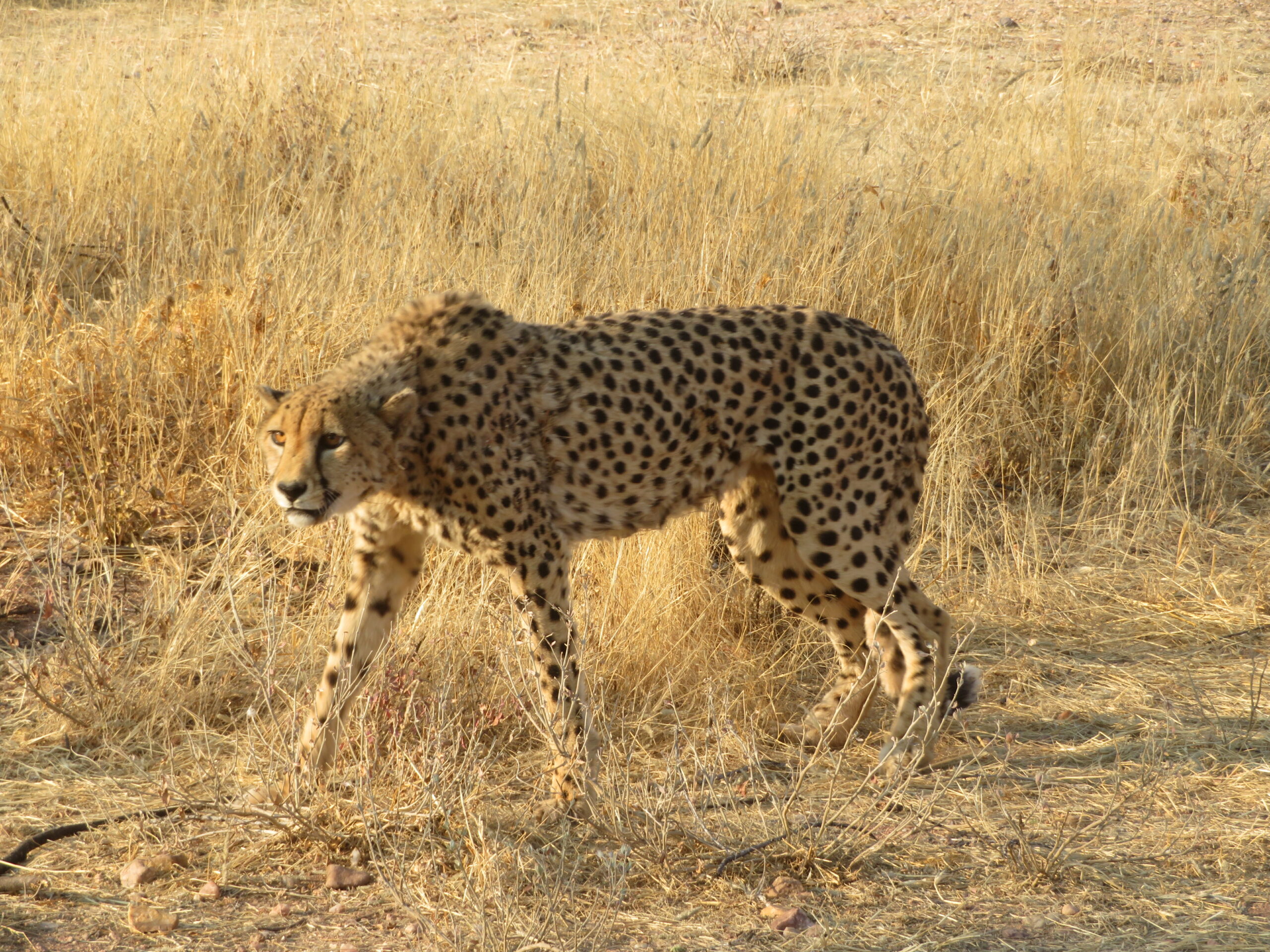 Namibie Mount Etjo guepard