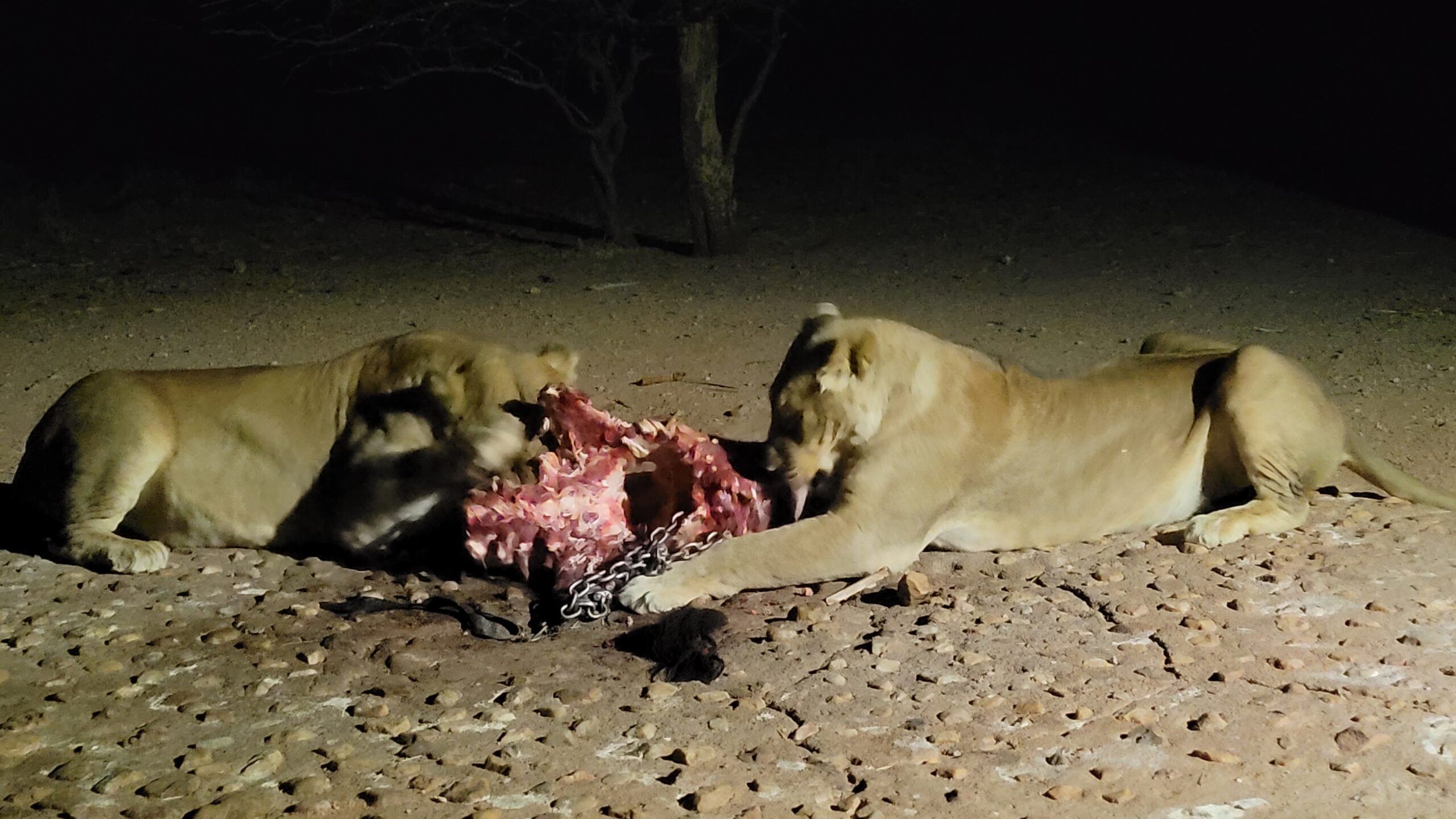 Namibie Mount Etjo lion feeding