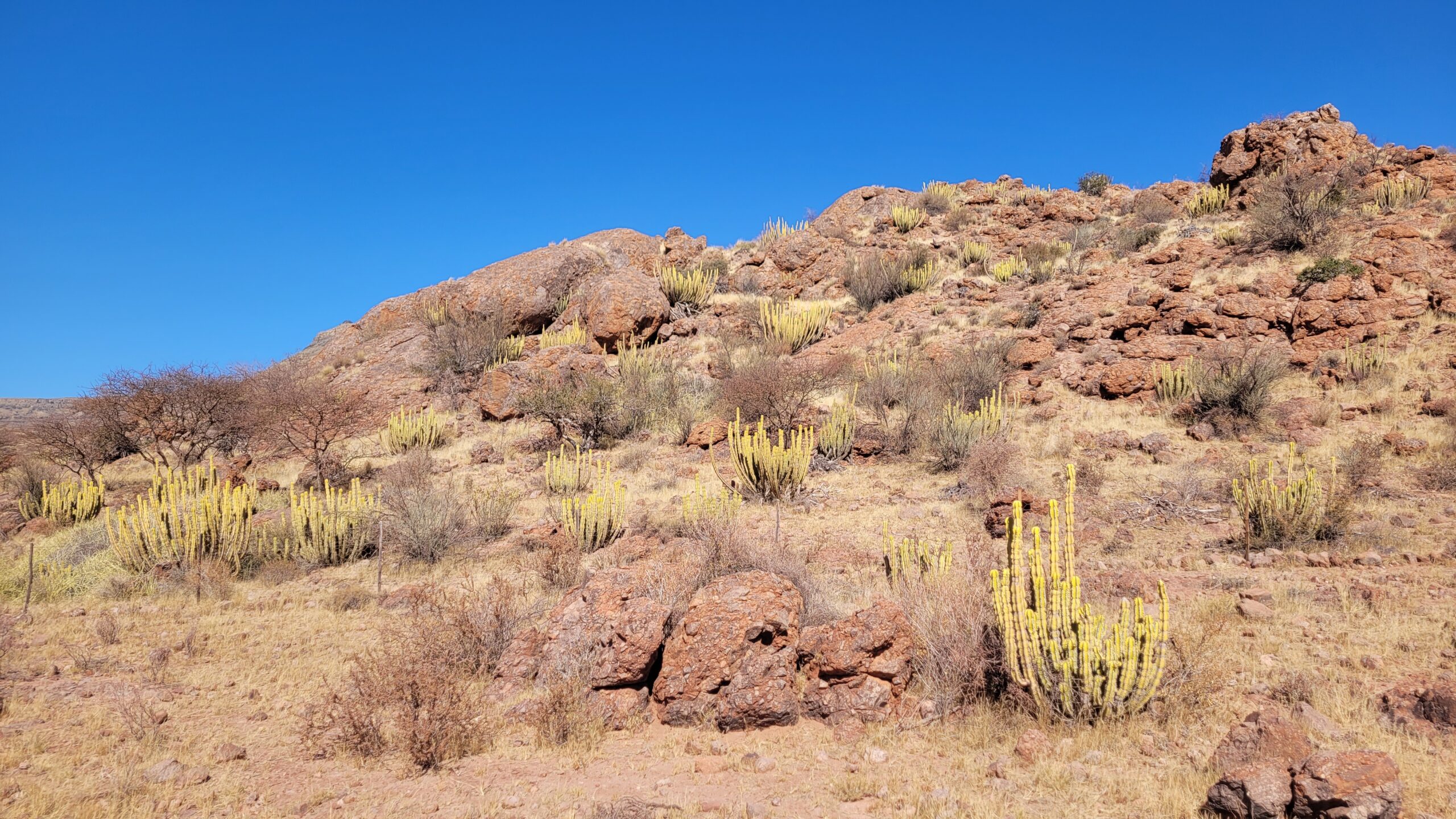 desert route cactus namibie