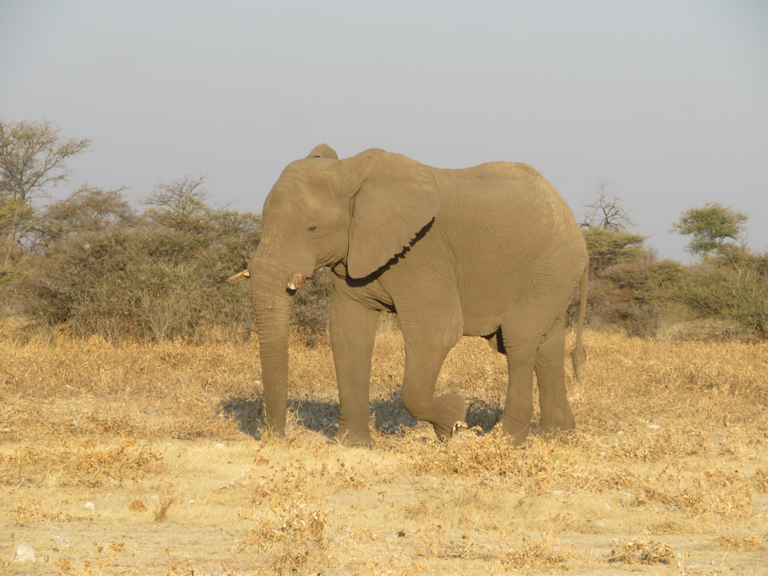 Namibie Etosha elephant solitaire